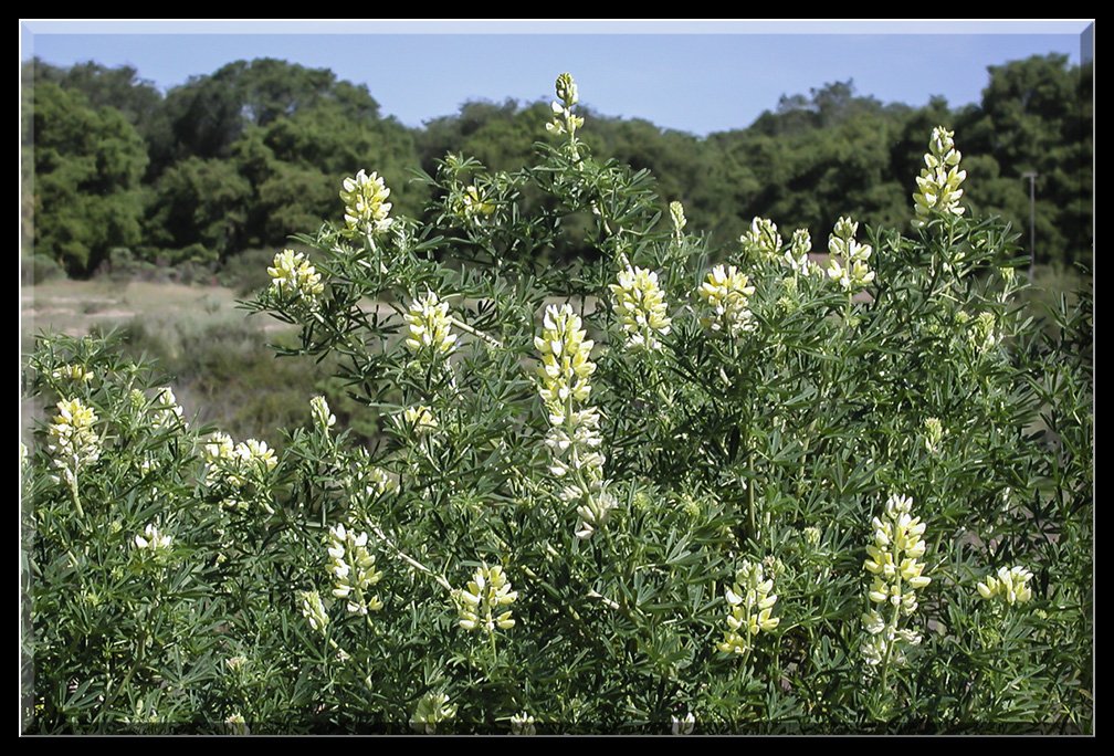 YellowBushLupine.jpg