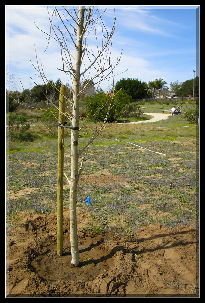Tree Planting February 2008