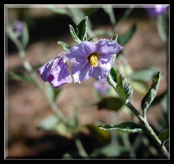NightShade.jpg