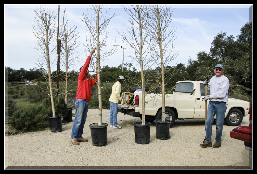 Tree Planting February 2008
