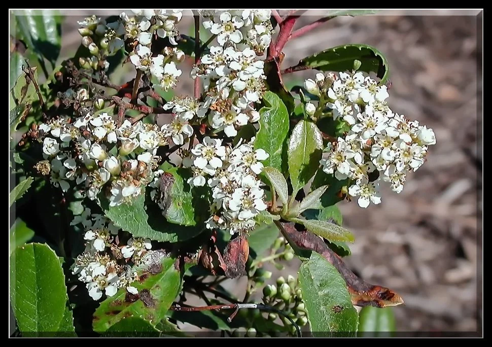 ToyonBlossoms-1.jpg