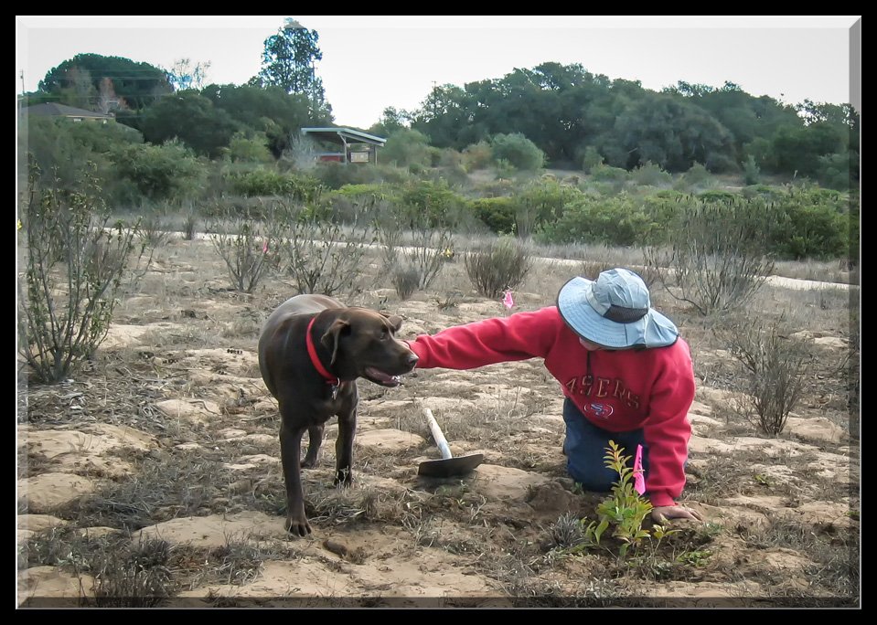Initial Kiosk Planting, March 2009