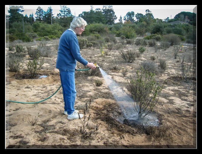 Initial Kiosk Planting, March 2009