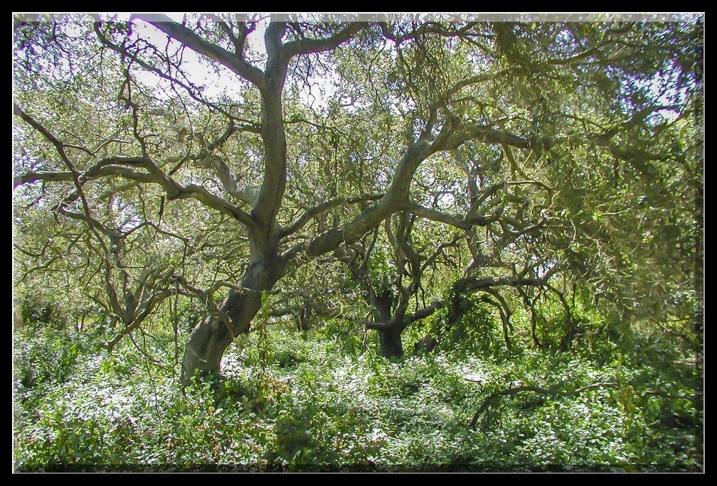 OakWoodland.jpg