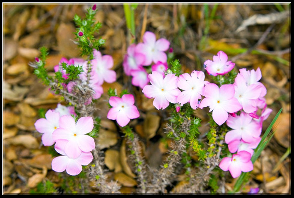 PricklyPhlox-ppt.jpg