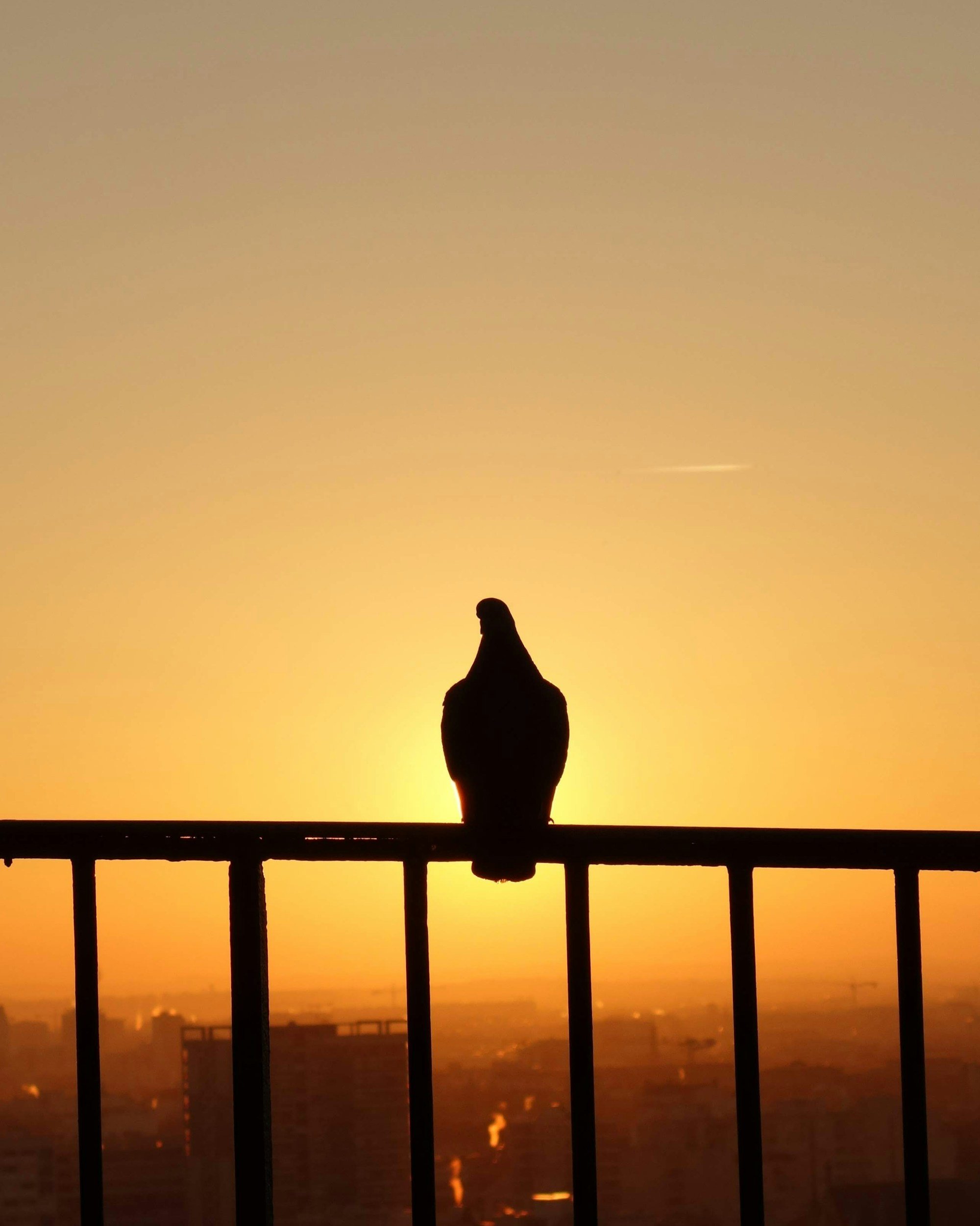 A dove is perched on a railing with a sunset in the distant background