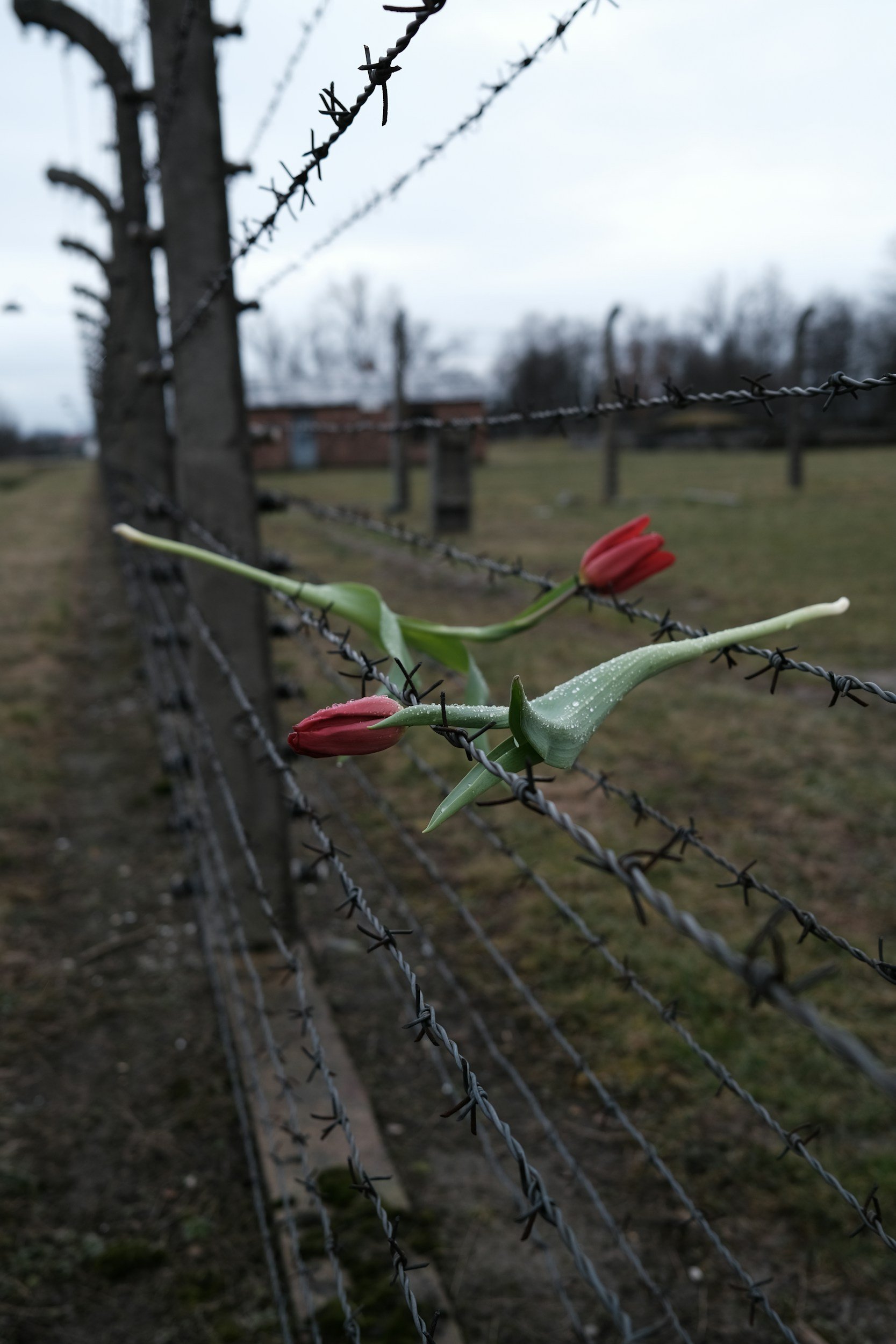 Two roses rest on a barbed wire fence