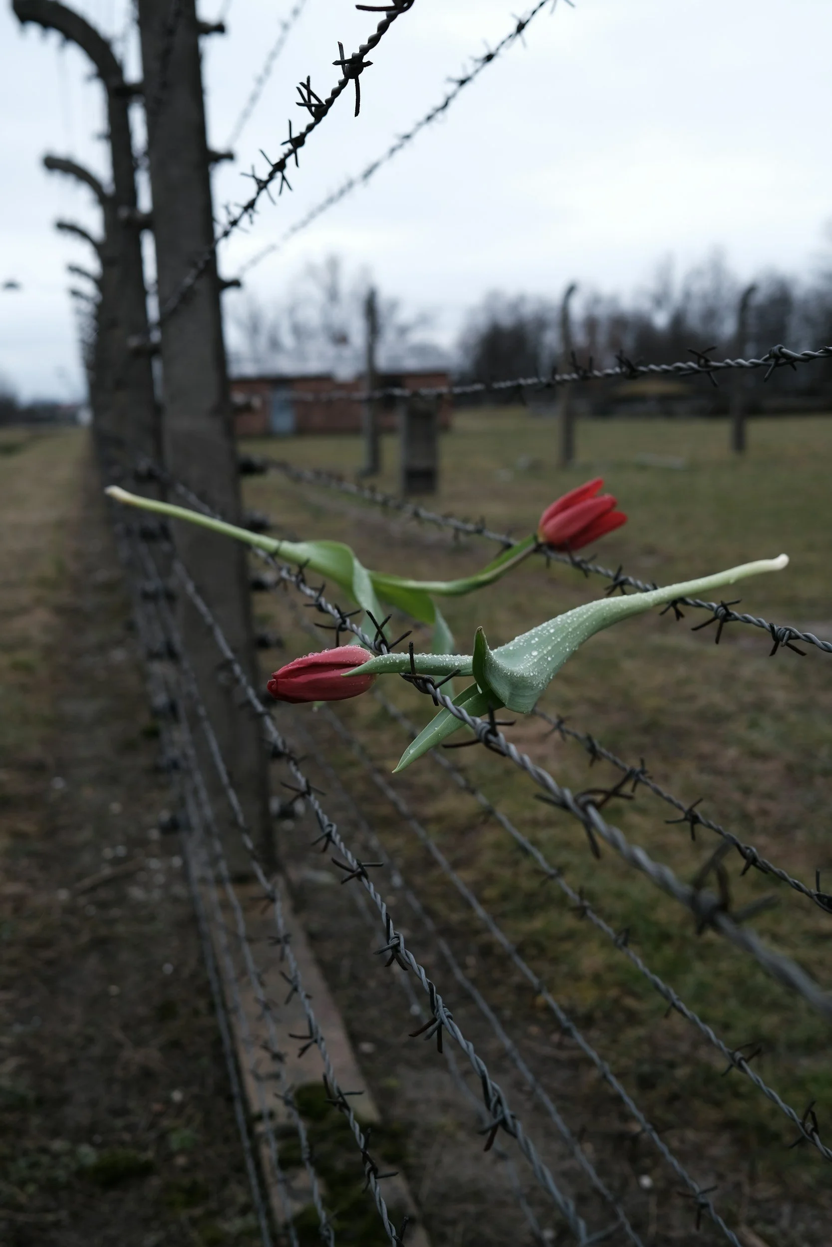 Two roses rest on a barbed wire fence