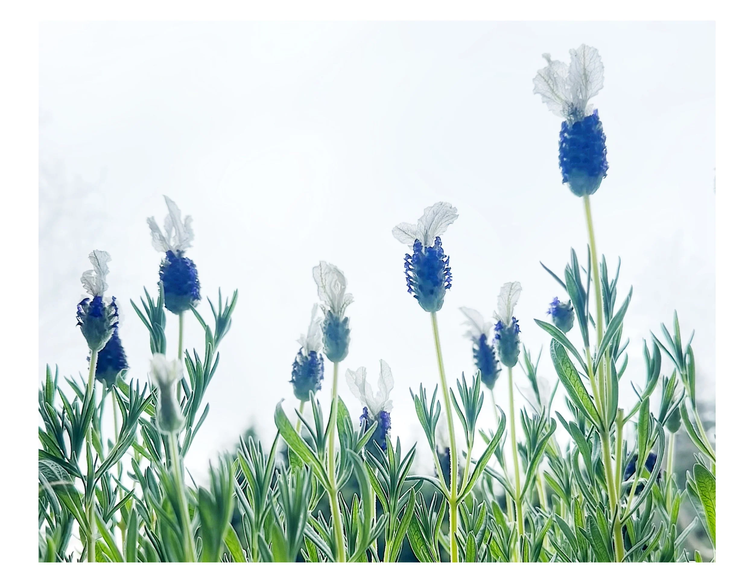 Lavendar.jpg