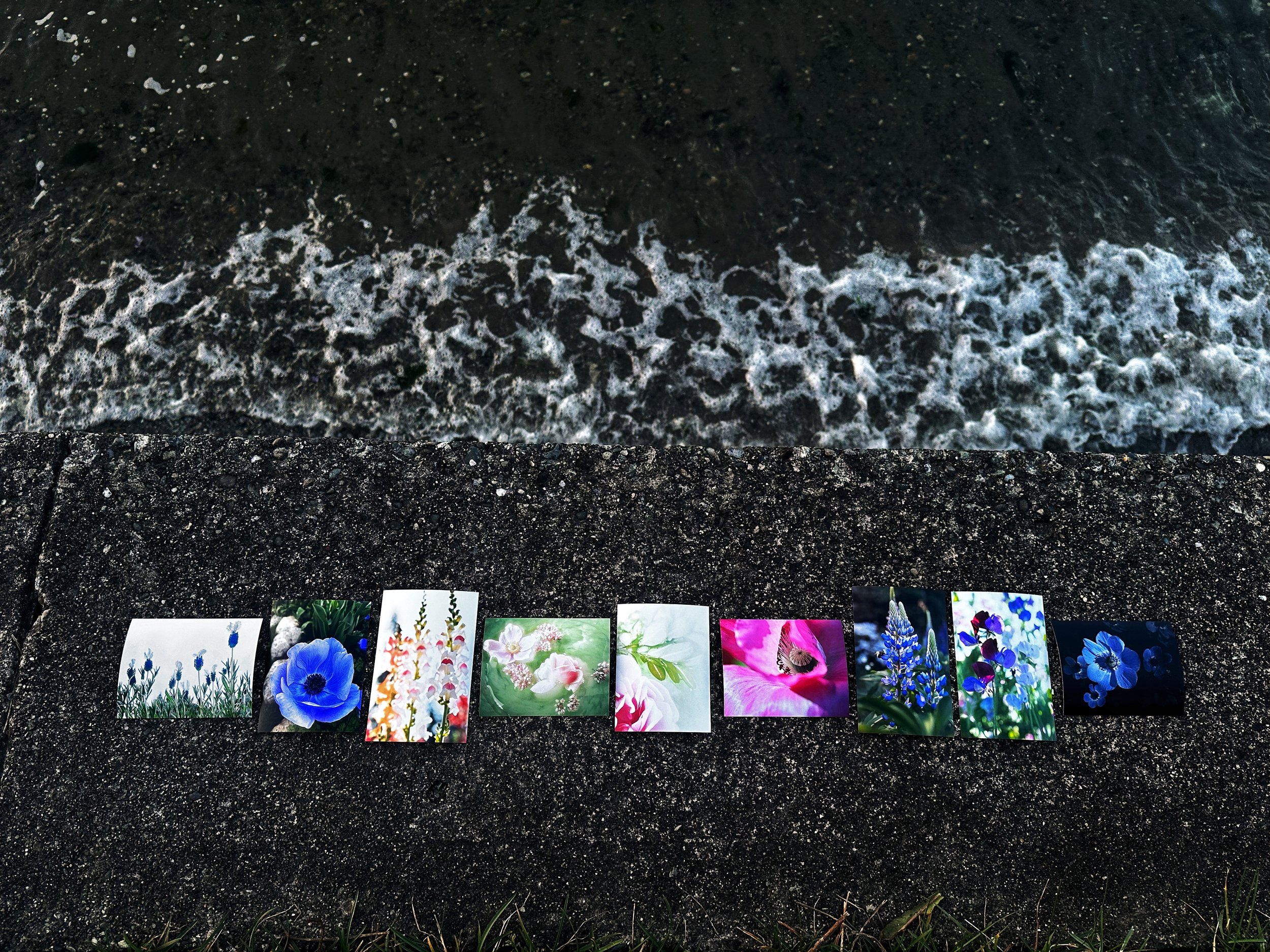 Dreamscapes: Whidbey in Bloom