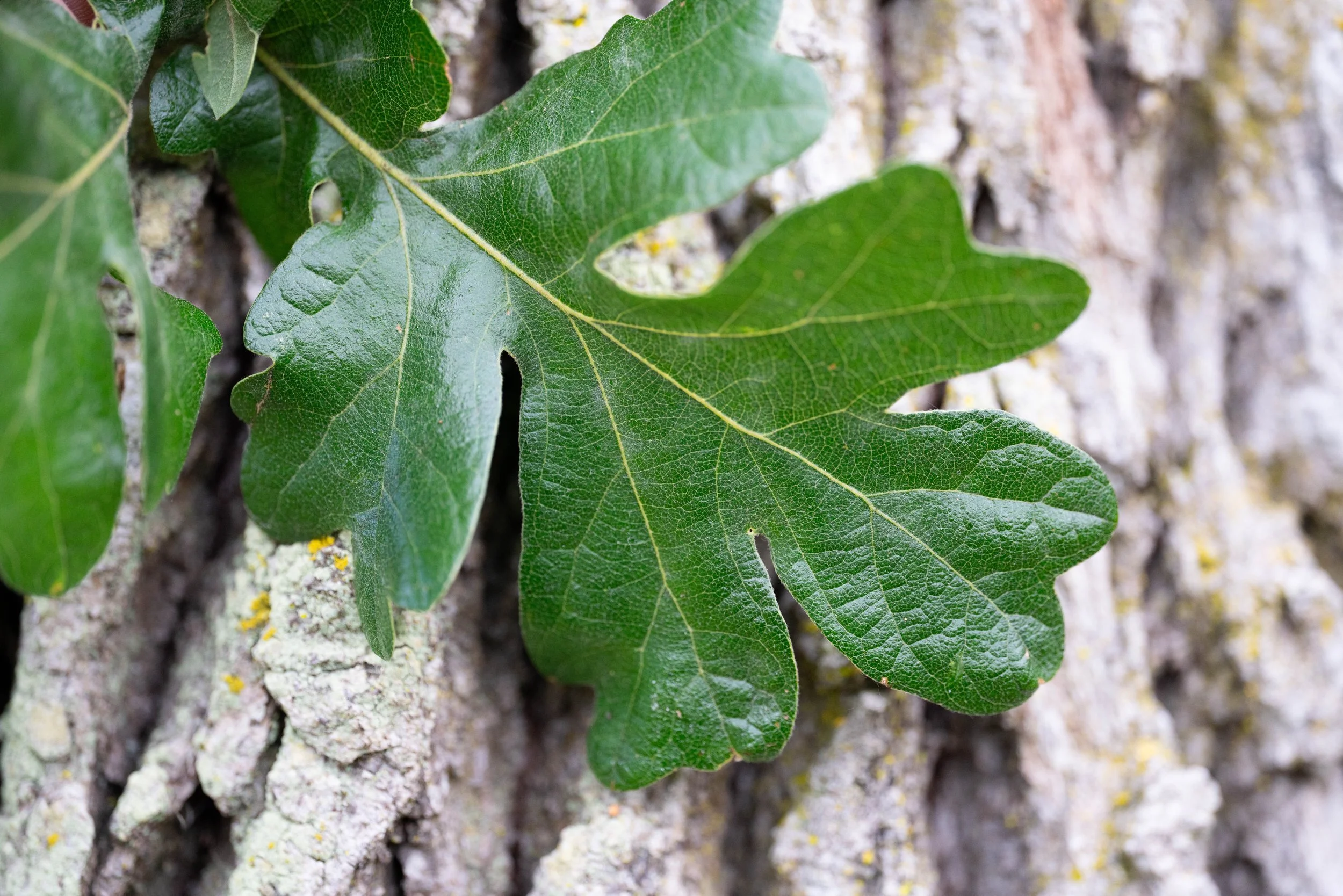 Smith Park Garry Oak