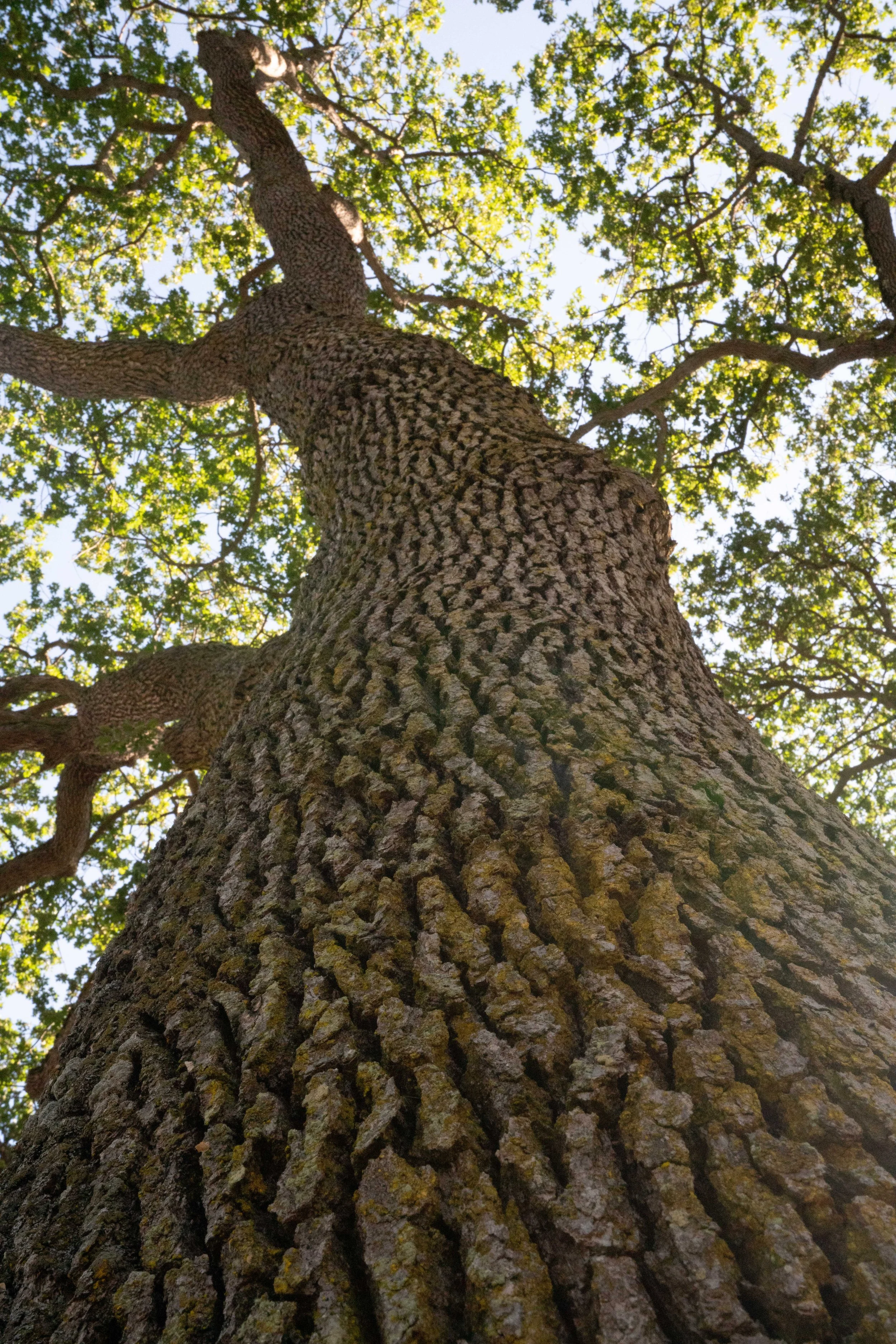 Under the Canopy