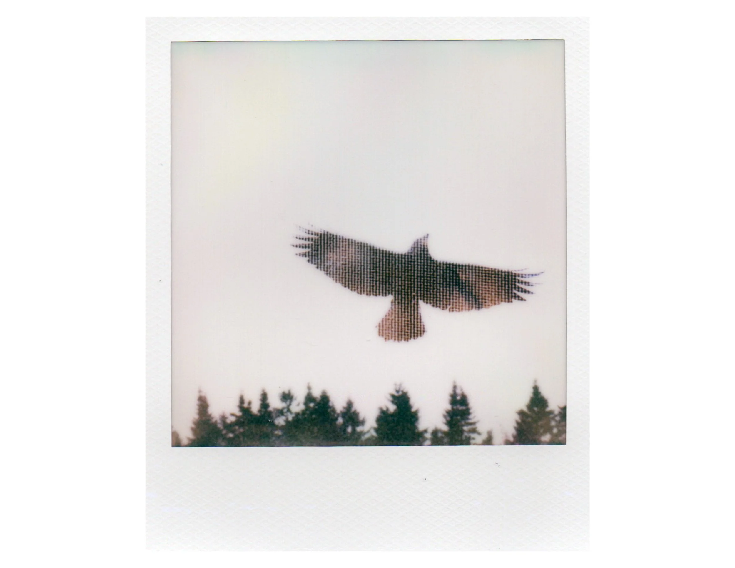 A Crow Show-4.jpg