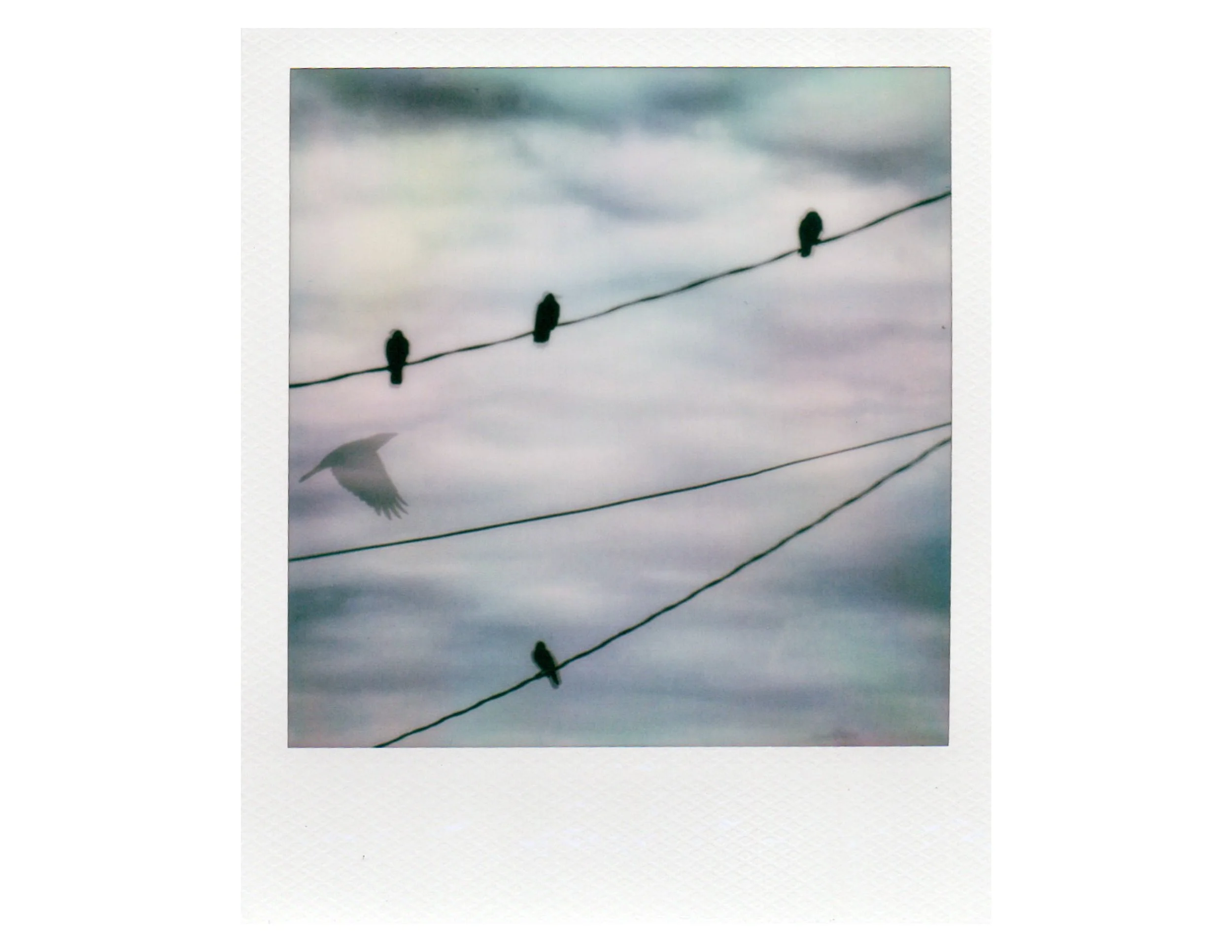 A Crow Show-2.jpg