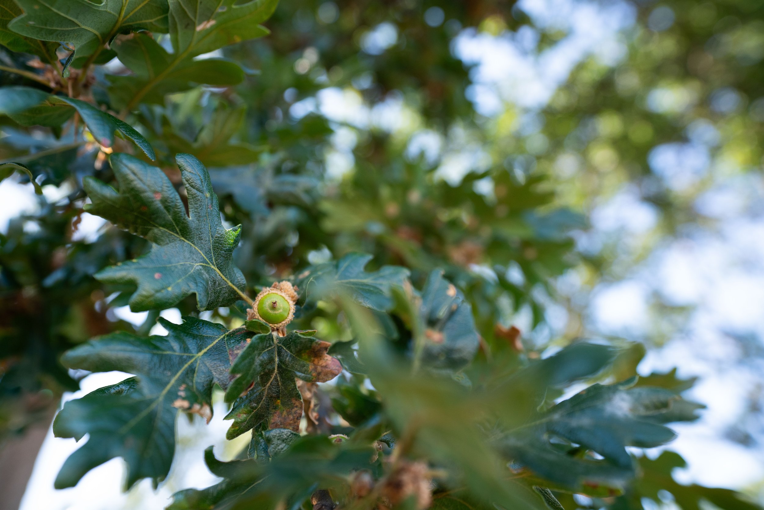 Garry Oak Acorn