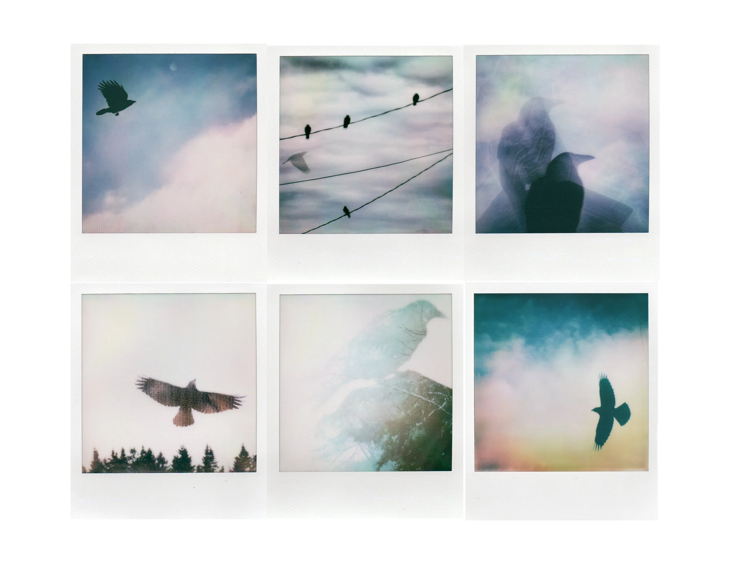 A Crow Show