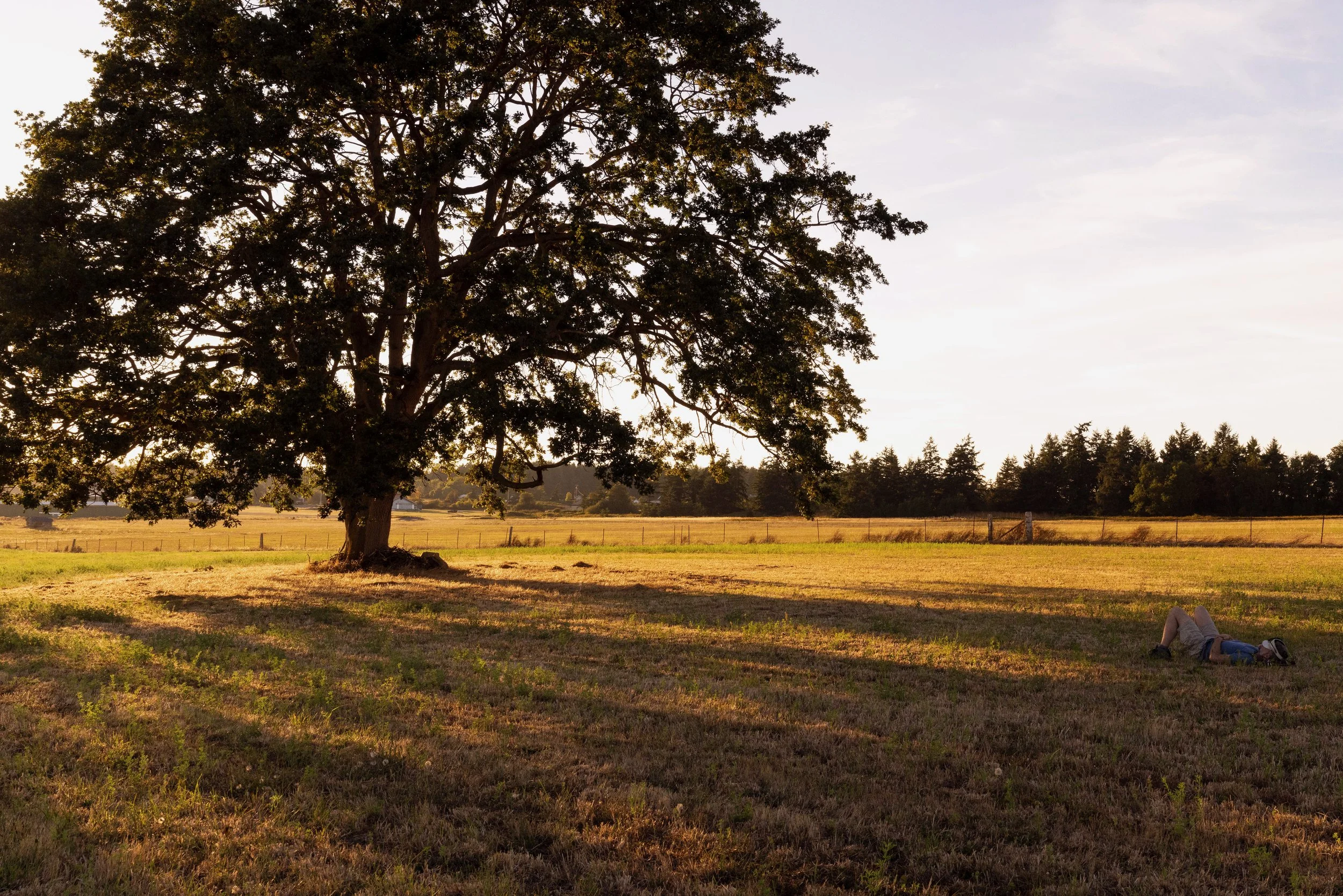 Adam Bly rests beneath the late day shade of a Garry oak.