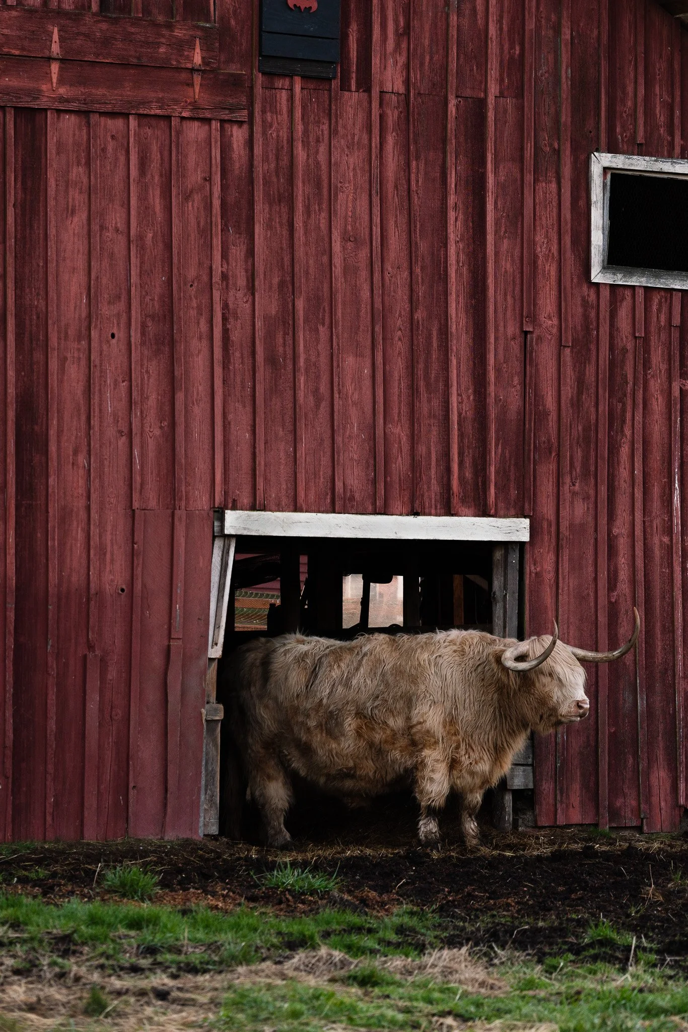 Eckholm Highland, A Highland cow stands in the doorway of a historic barn at Eckholm Farm, illuminated by sunrise light.