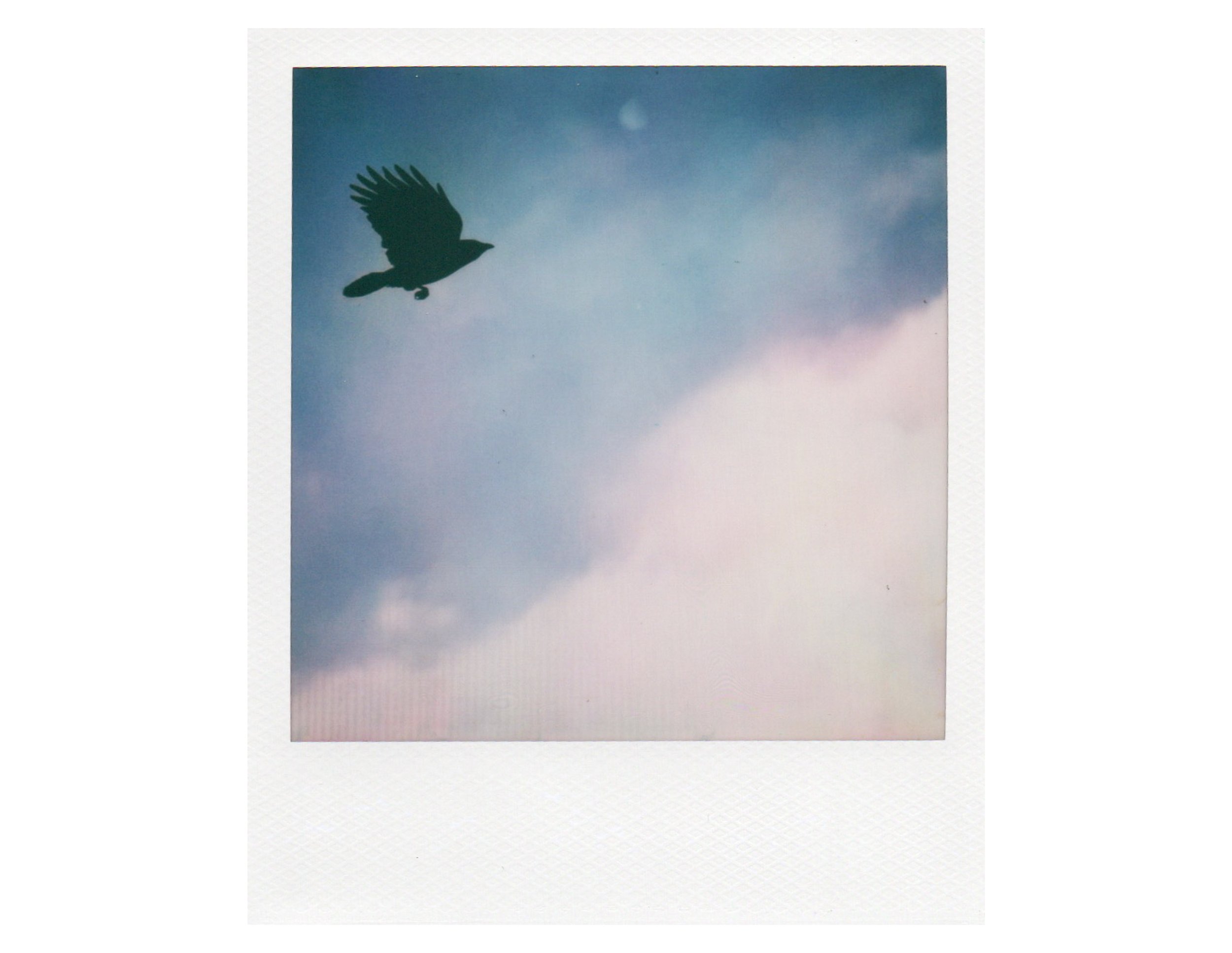 A Crow Show-1.jpg