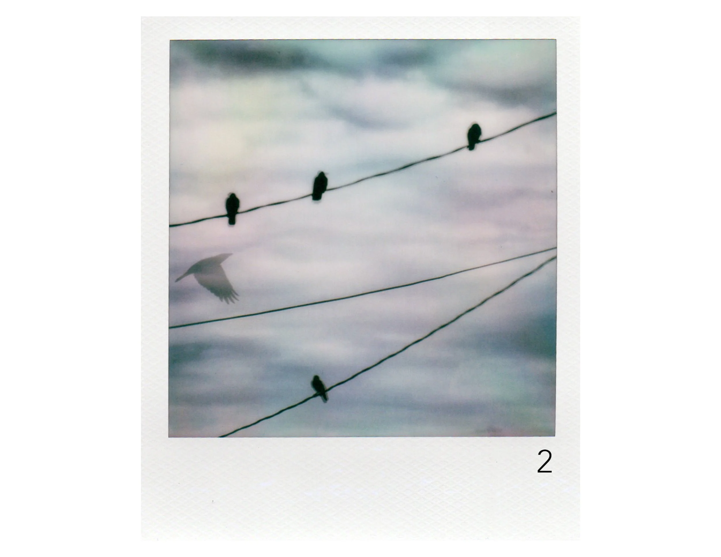 A Crow Show