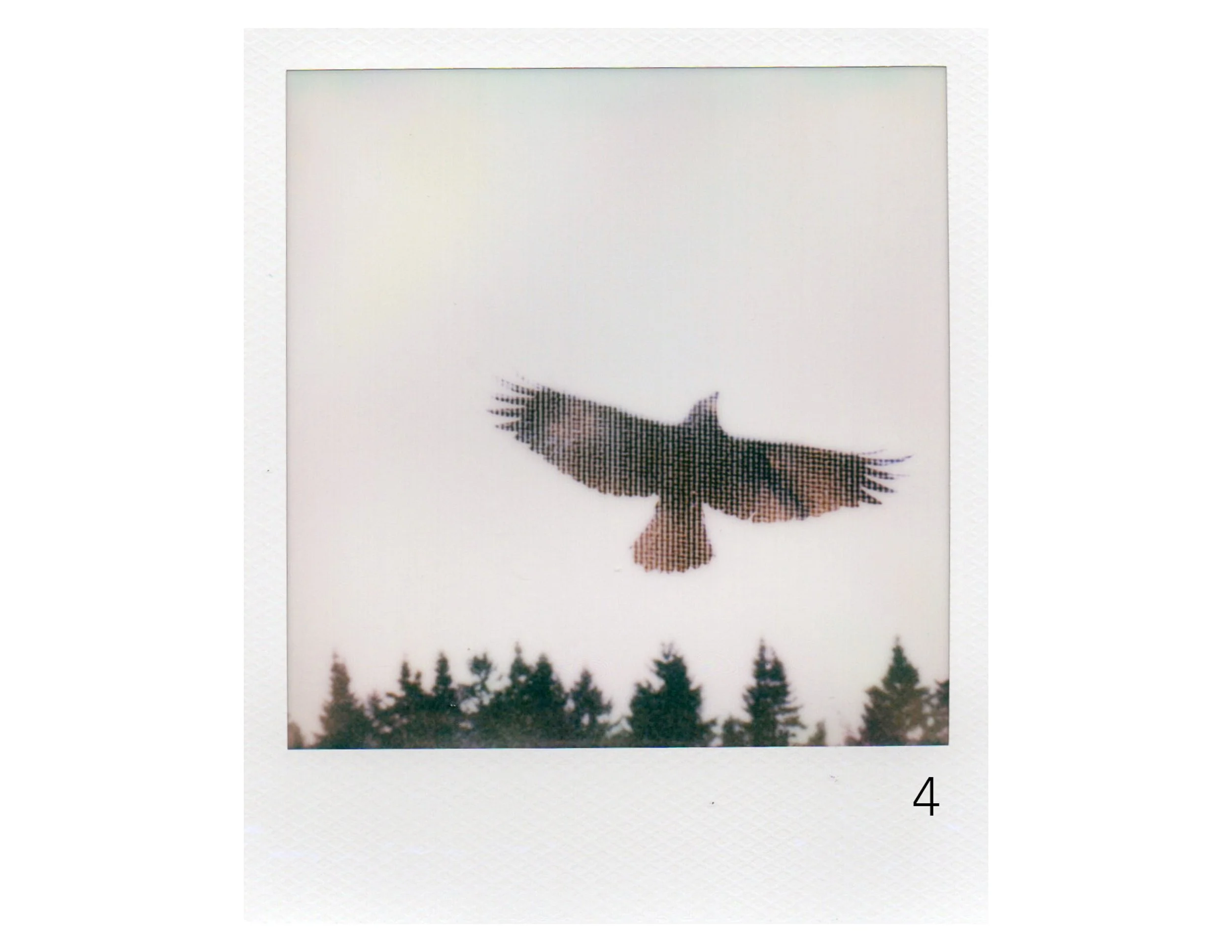 A Crow Show