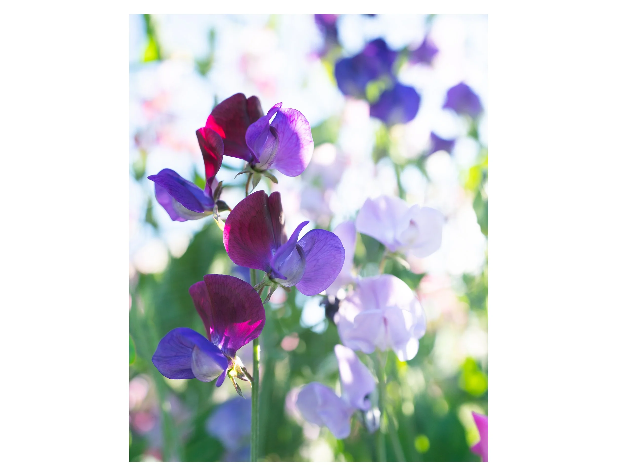 Sweet Pea Print.jpg