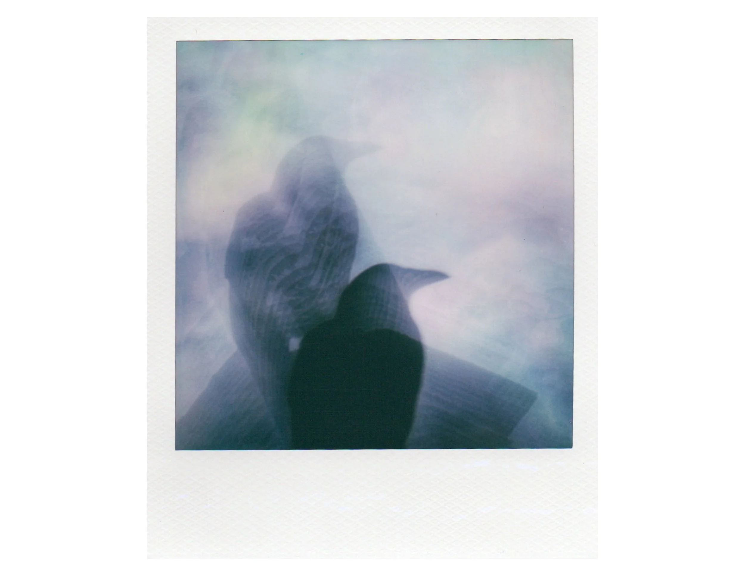 A Crow Show-3.jpg