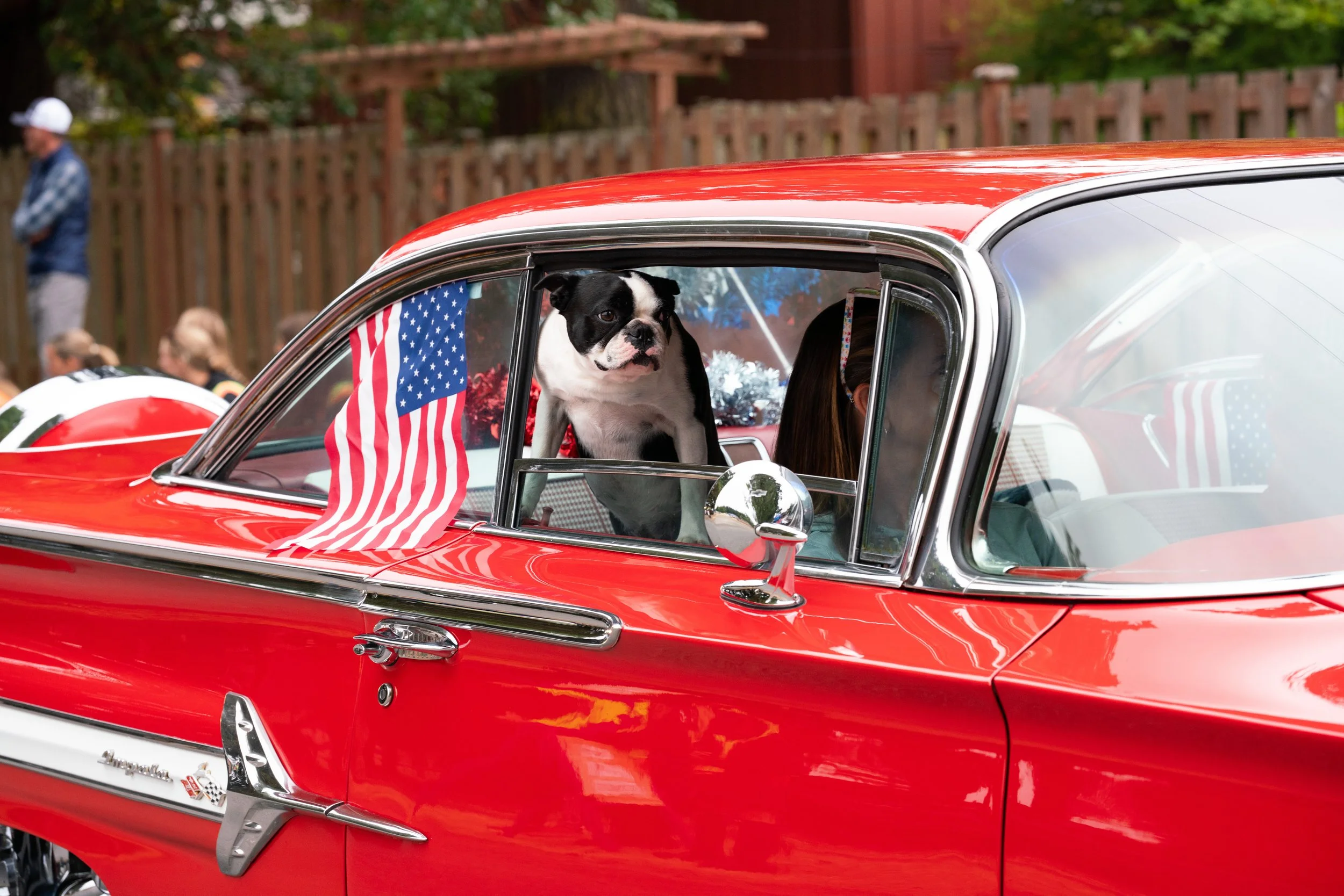 Along the Route, A dog peers from a vintage car during the 2025 Whidbey Island Fair.