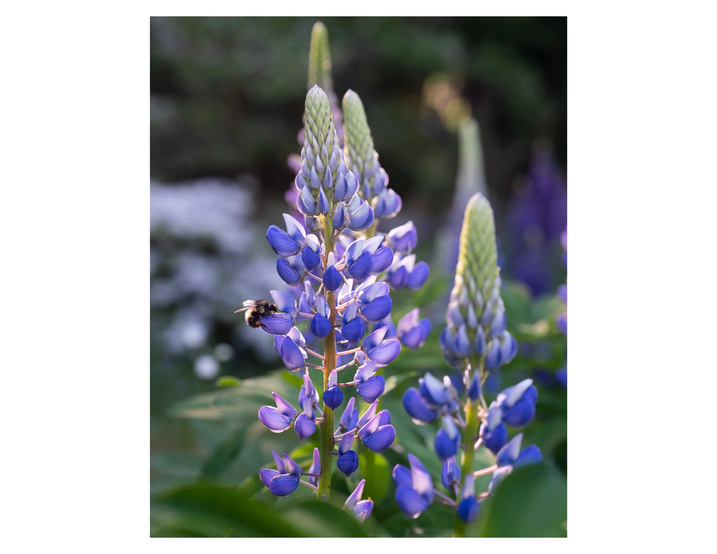 Lupine Print.jpg