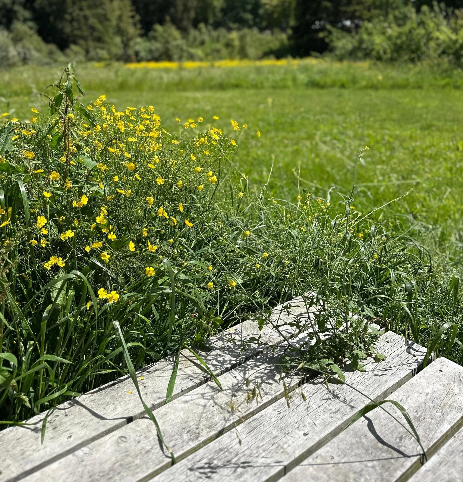 Yellow wildflowers growing next to a wooden walkway in a grassy field with trees in the background.