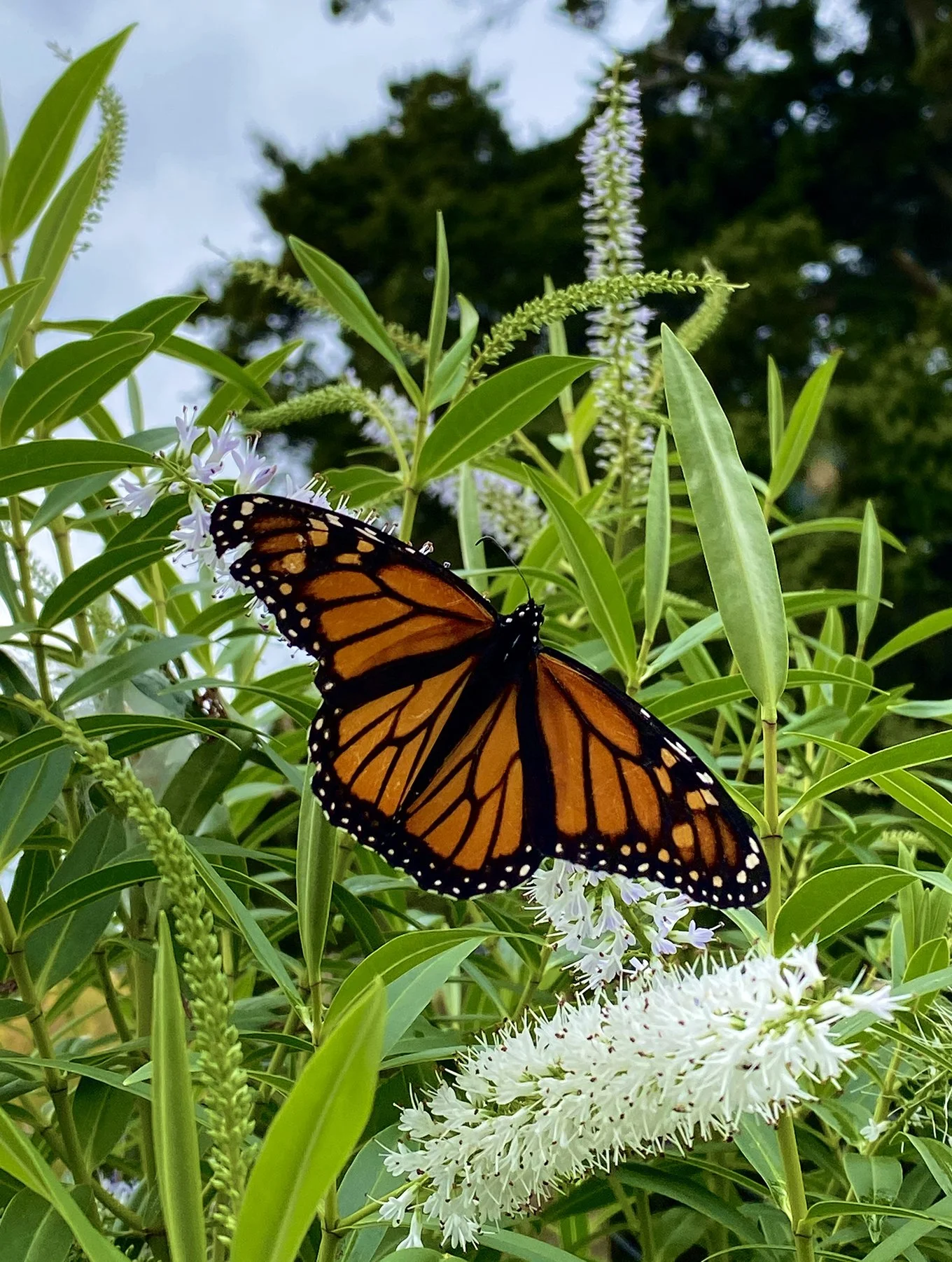 A Monarch butterfly perched on white flowers surrounded by green leaves and tall plants, with a blurred background of trees and sky.