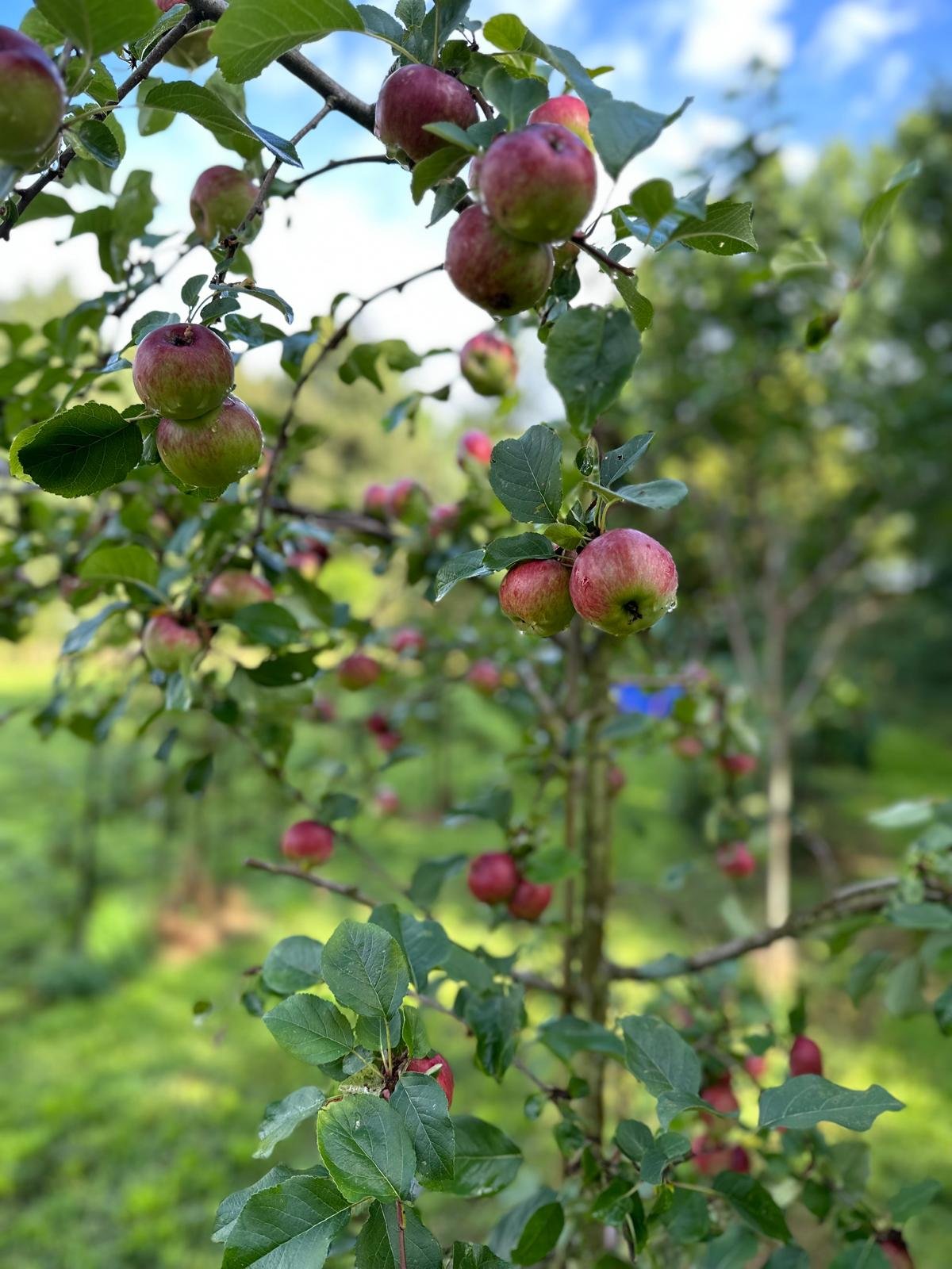 Apple tree with ripe red and green apples growing among green leaves in a backyard orchard.