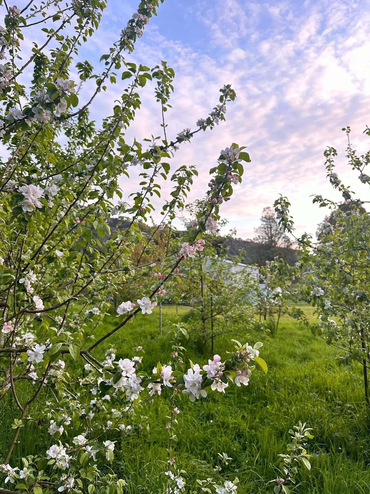 An organic edible garden scene with apple blossom, green grass, and a cloudy sky at sunset.