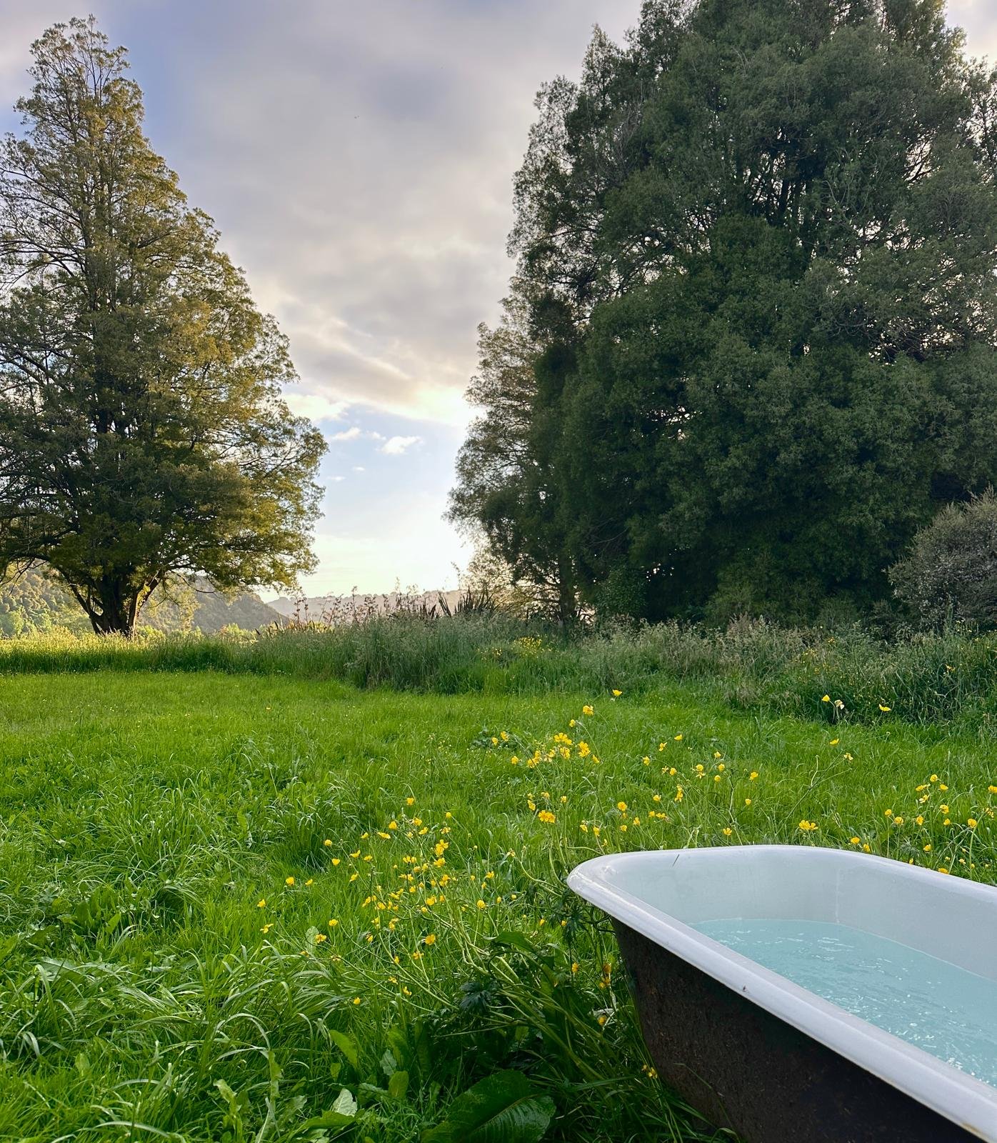 An outdoor scene with a grassy field and yellow wildflowers, two large trees with green foliage, cloudy sky, and a bathtub filled with water in the foreground.