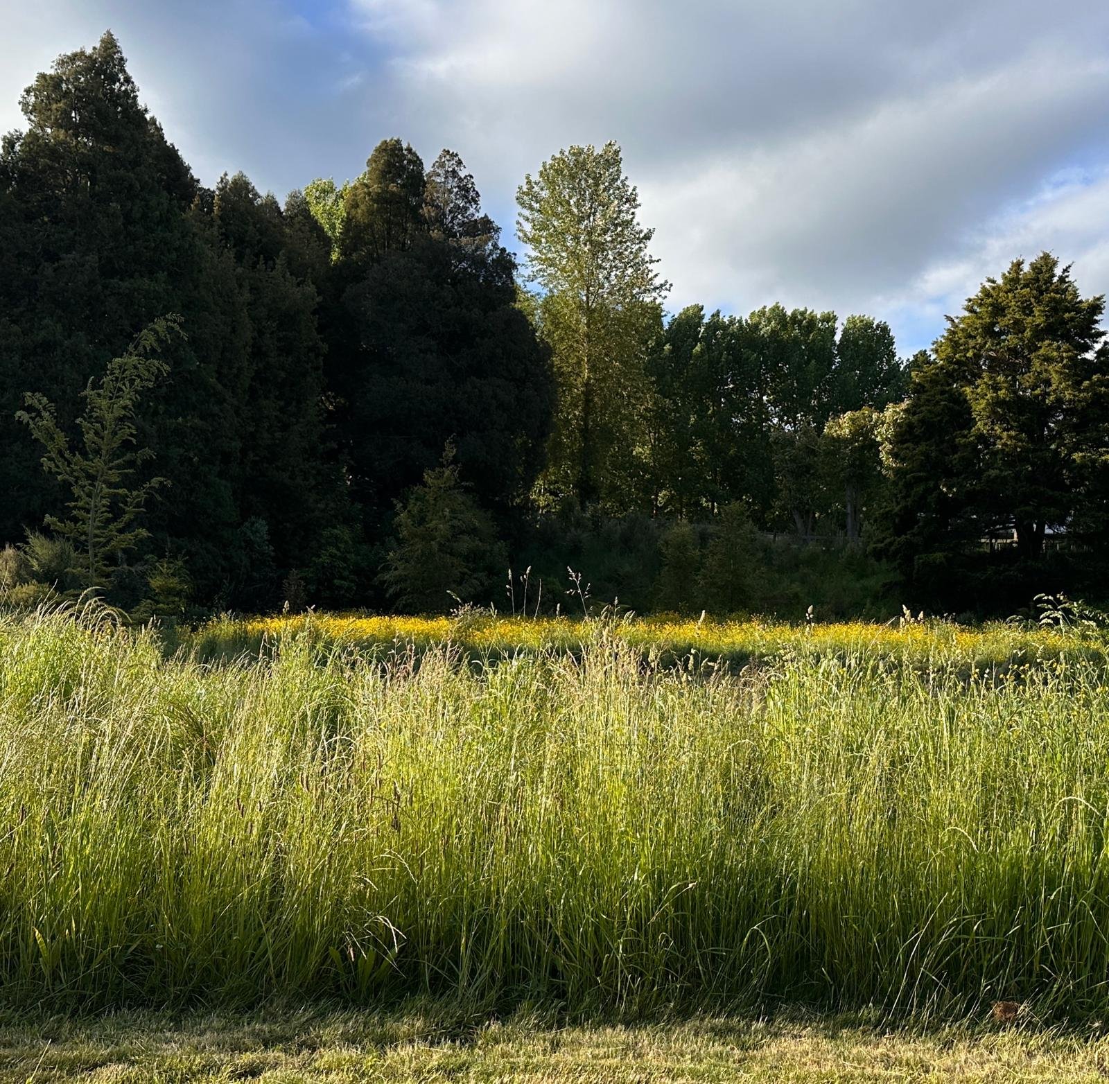 A grassy field with tall green grass in the foreground, a line of trees in the background, and a partly cloudy sky overhead.