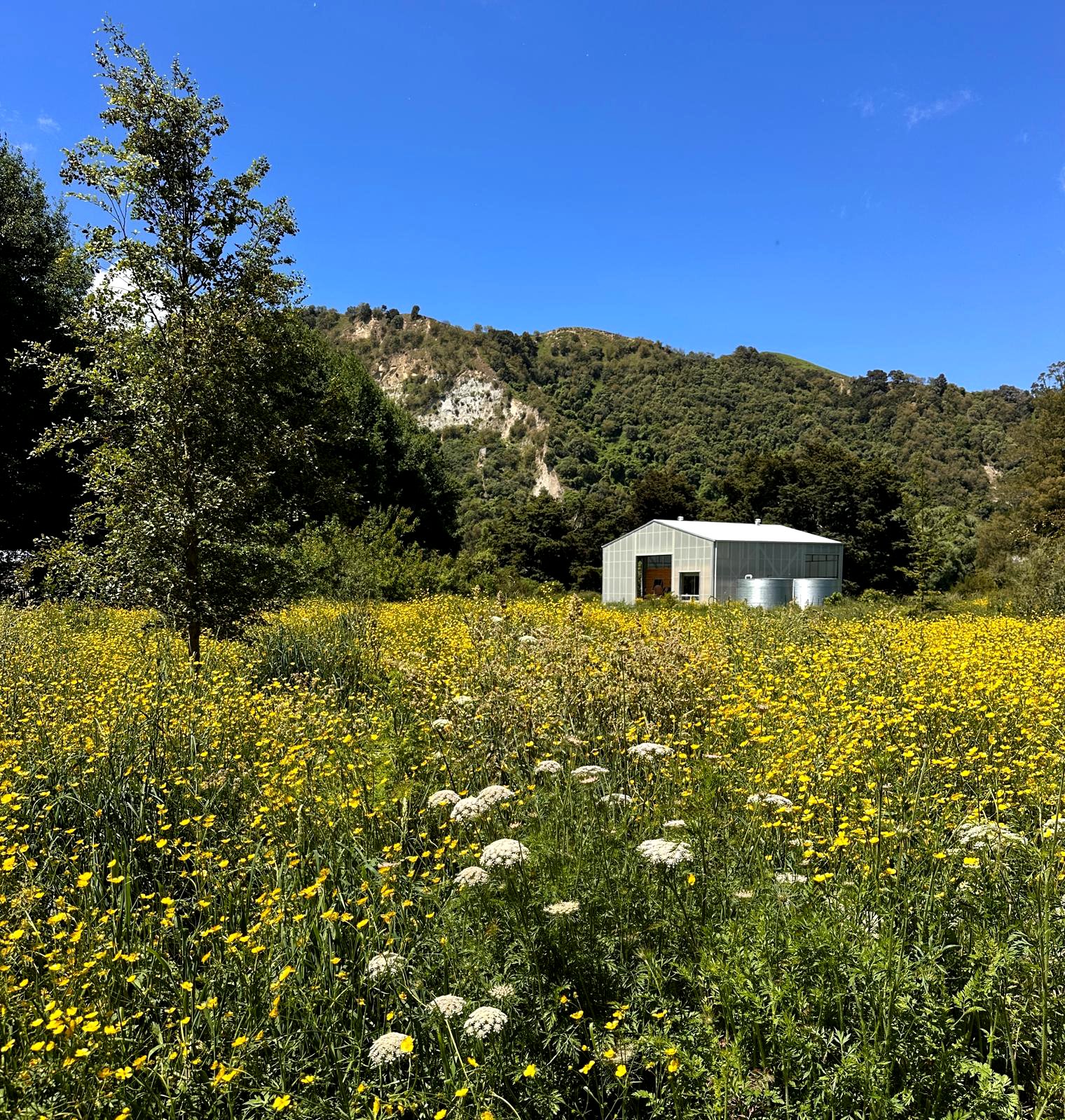 A field filled with yellow and white flowers in front of a silver barn, surrounded by green trees and hills under a bright blue sky.