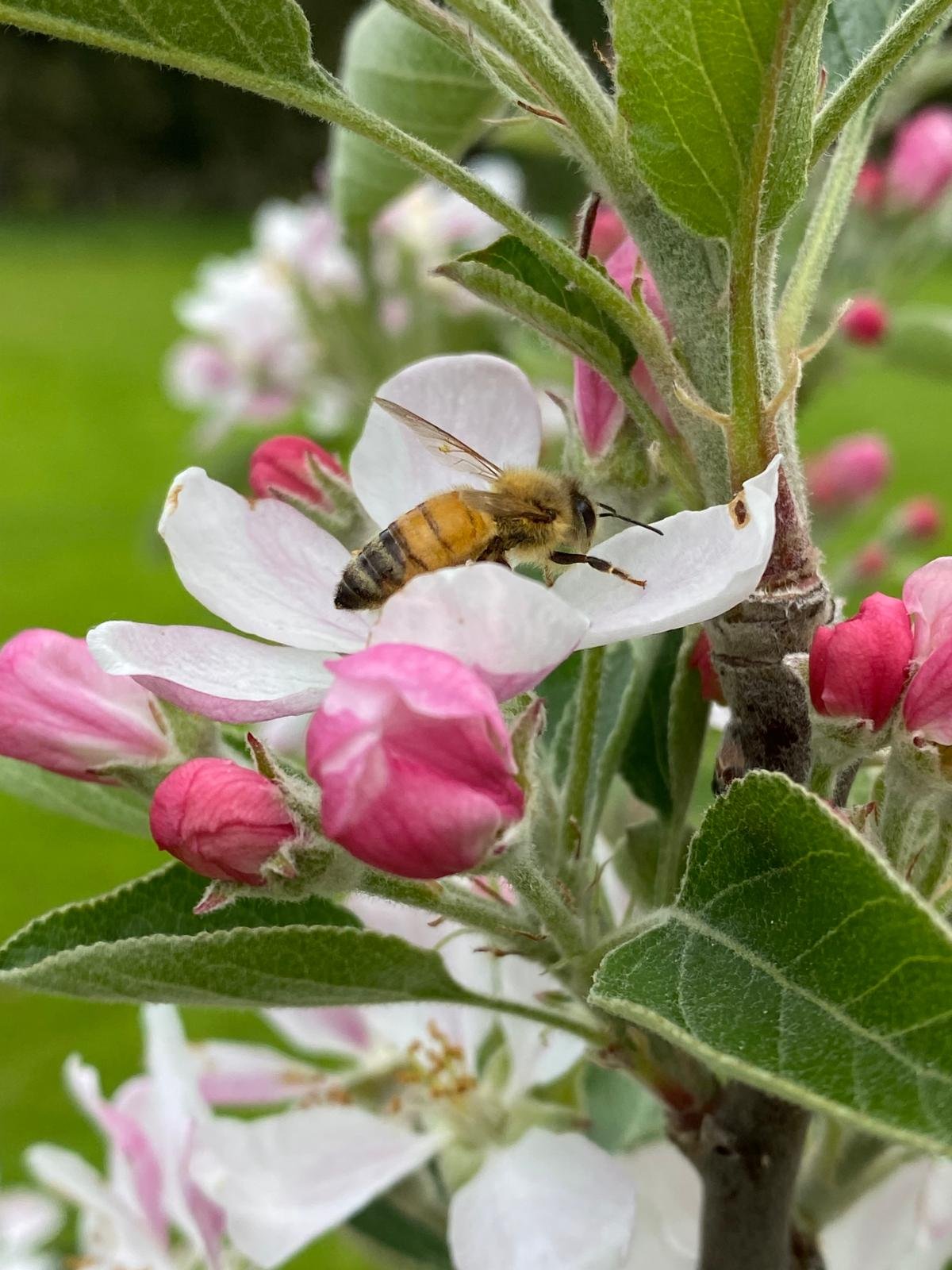 A honey bee on a white and pink flower, surrounded by green leaves and pink buds.
