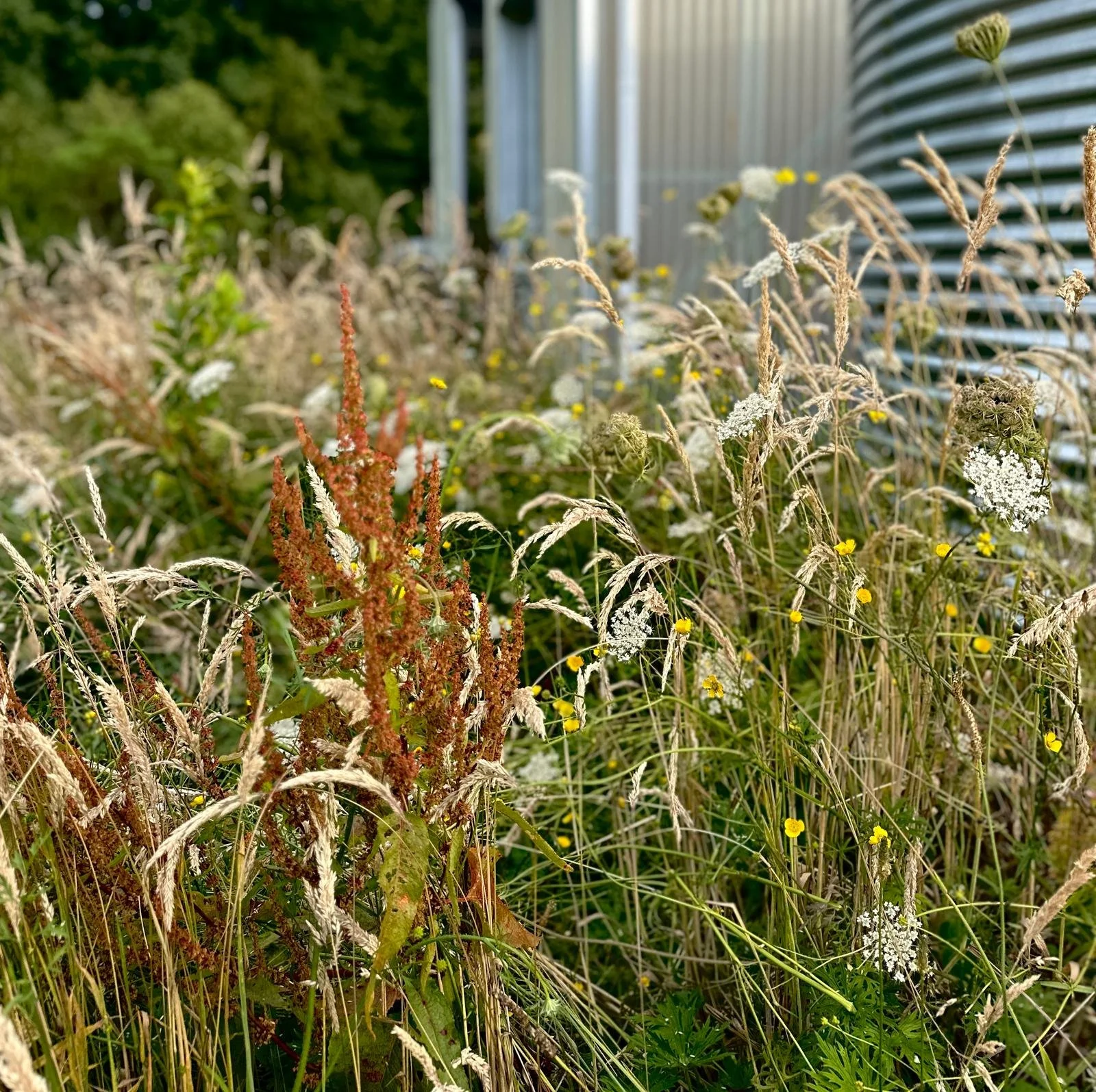 Wild grasses and flowers growing along the side of a building with a corrugated metal wall, with trees visible in the background.