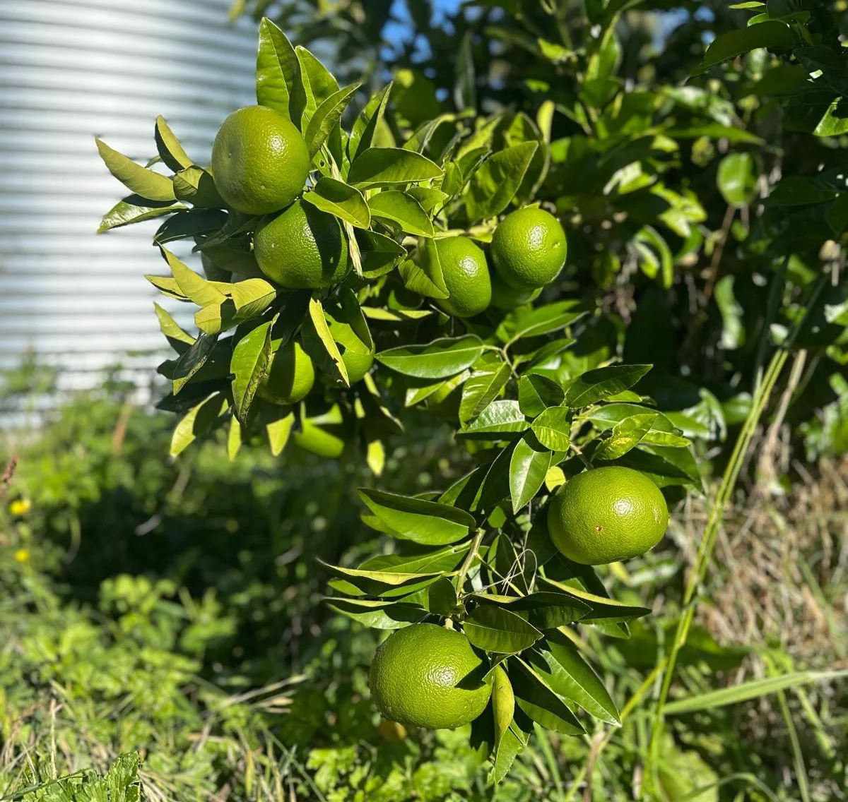 Green oranges growing on a tree branch surrounded by green leaves.