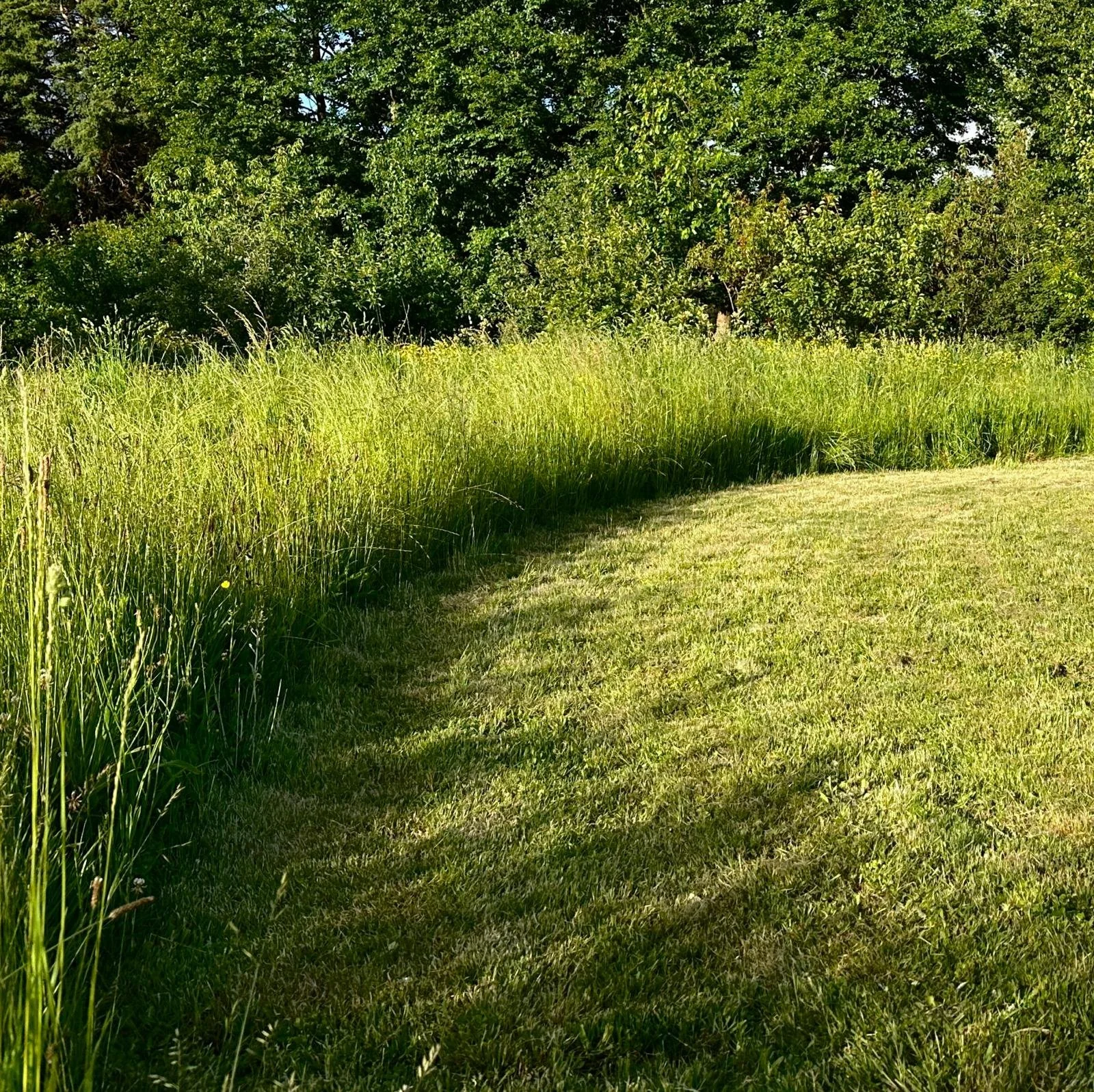 Sunlit grassy field with tall grass on the left and freshly mowed grass on the right, bordered by green trees in the background.