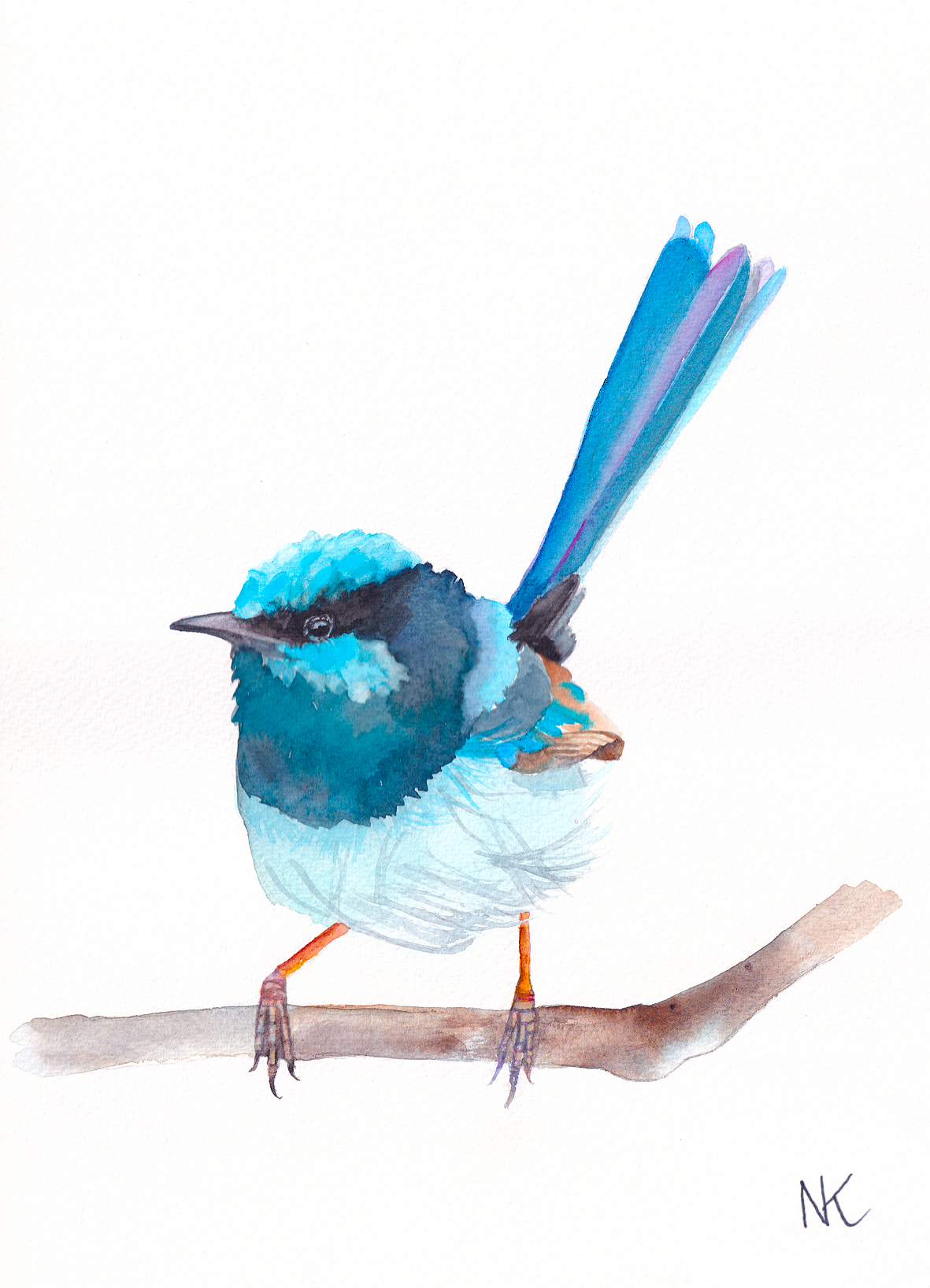 Fairy Wren Print