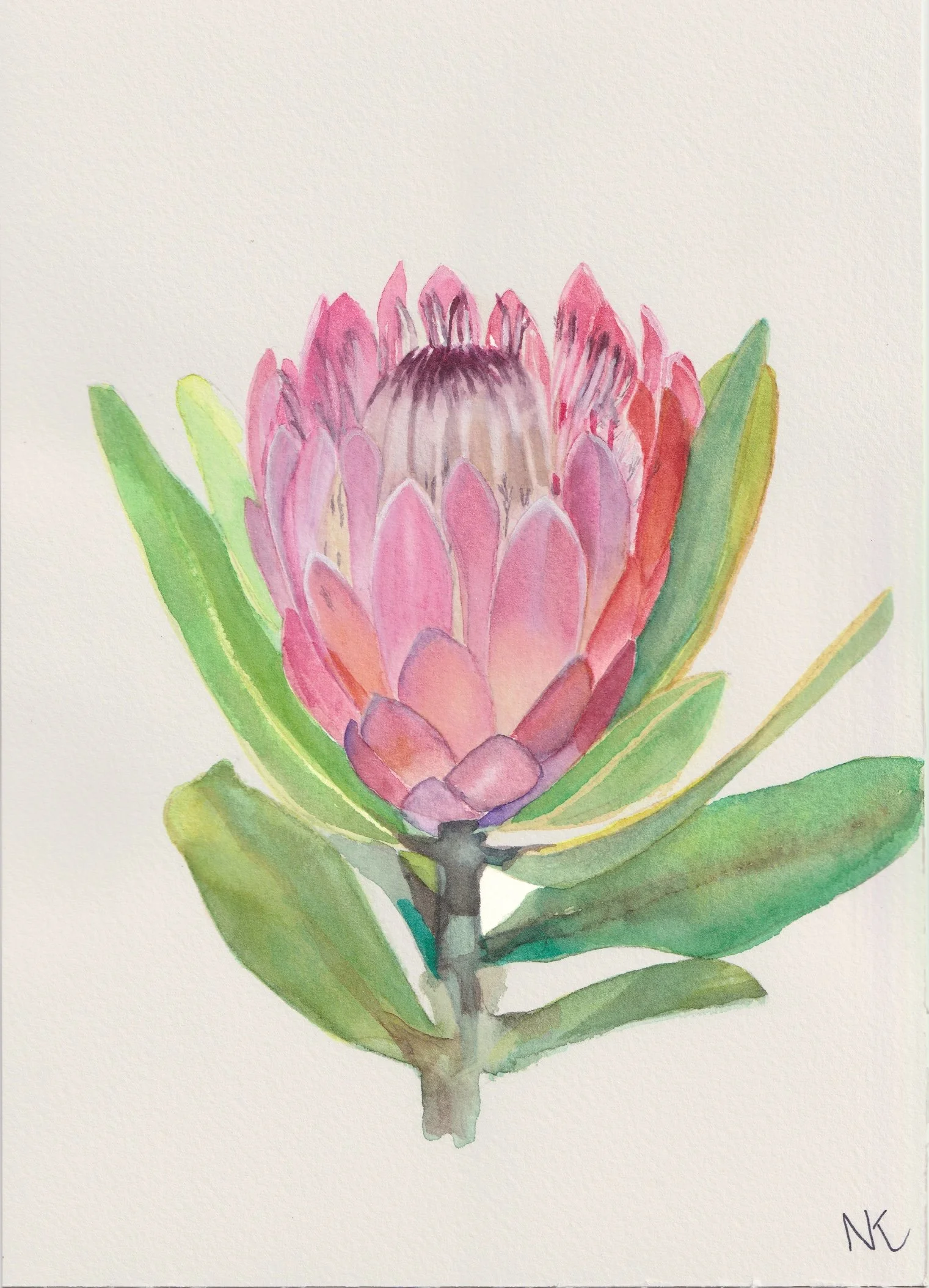 Protea