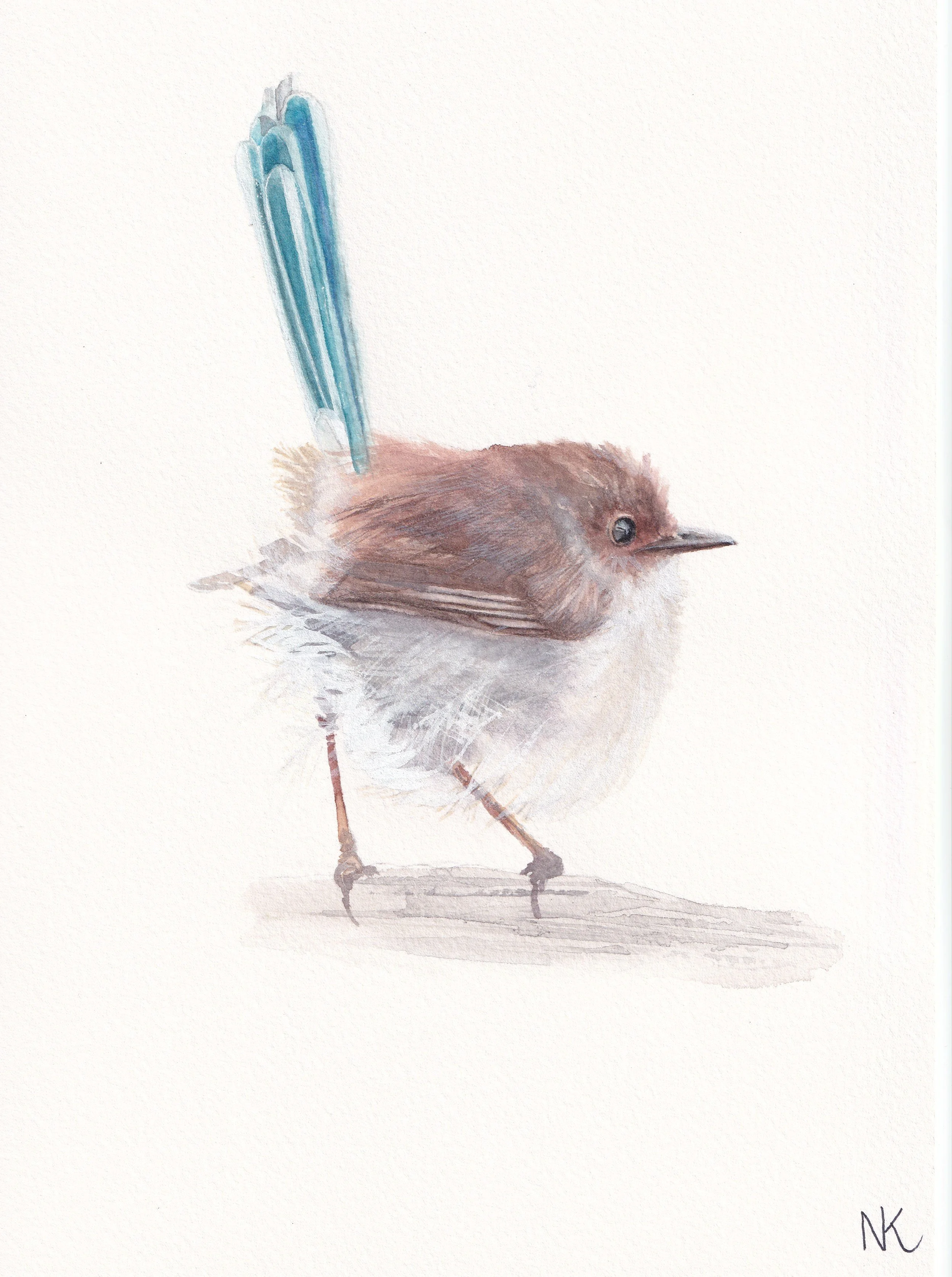 Female Fairy Wren
