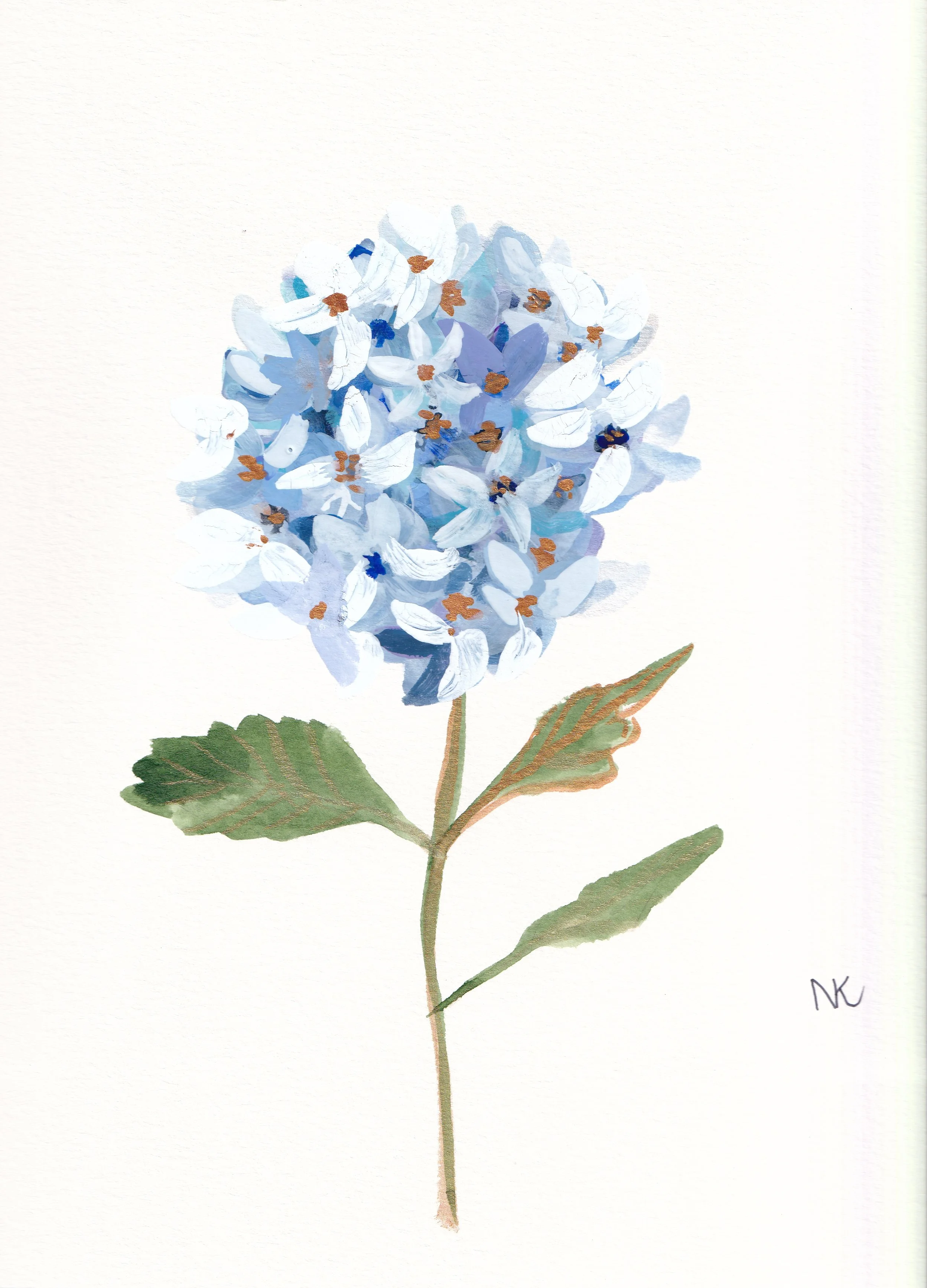 Blue Hydrangea