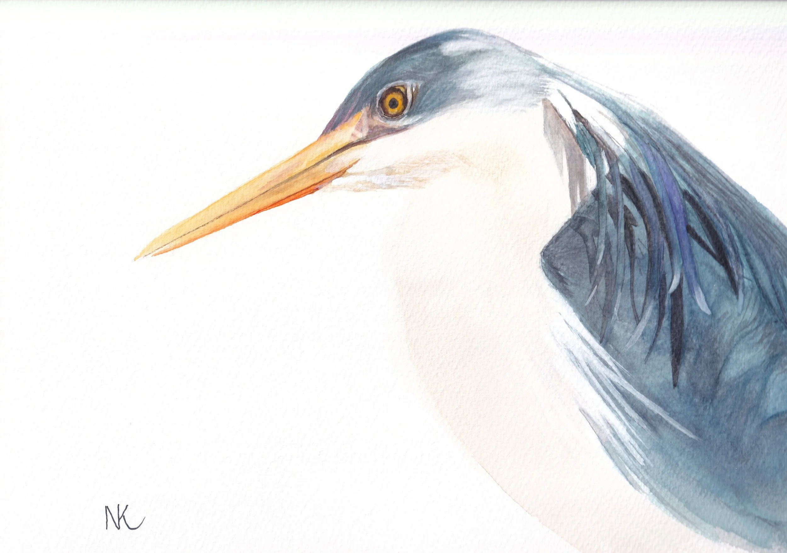 Australian Heron Print