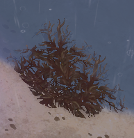 All Washed up Kelp locations in Ritual Sites