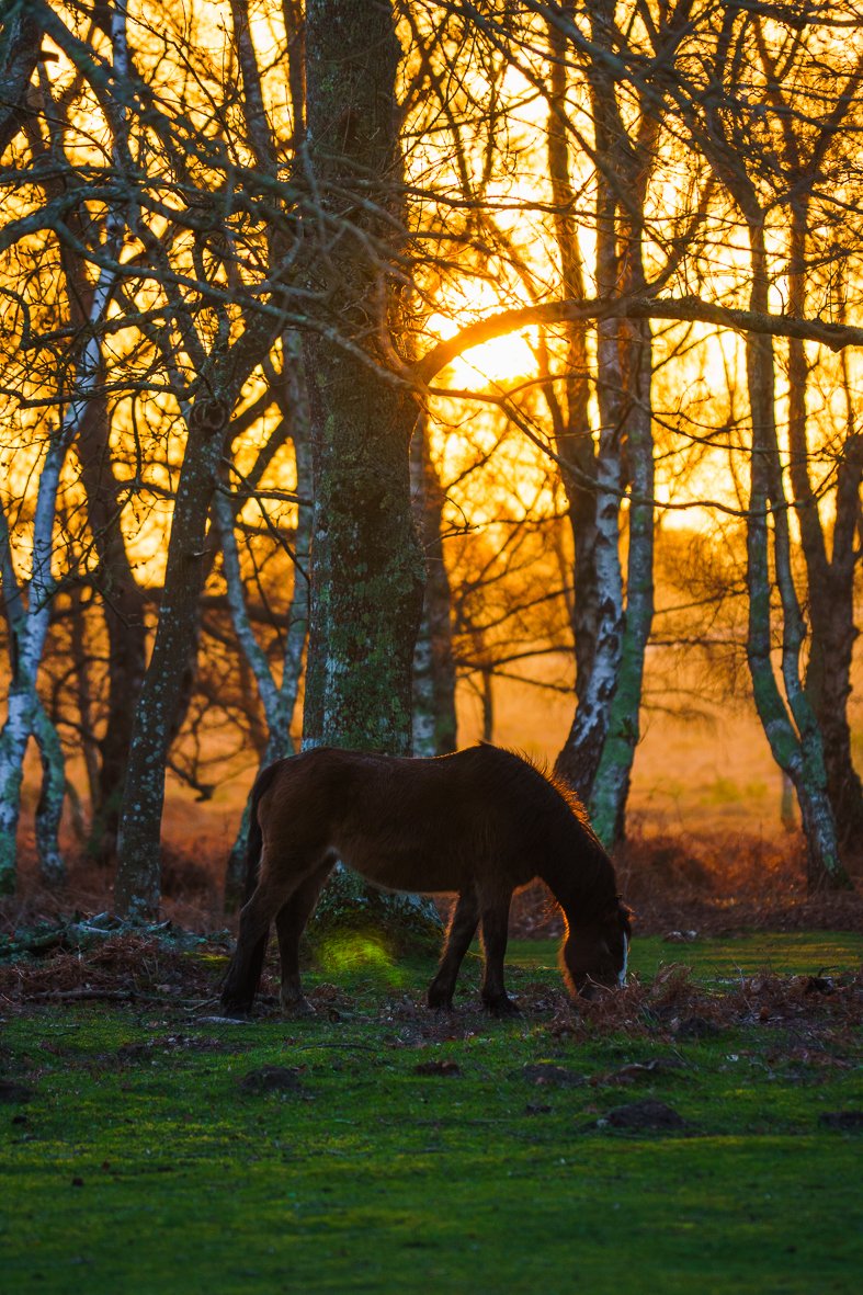 horses-14.jpg