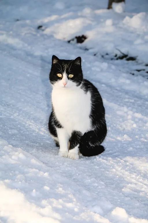 Haunzwicklhof Tiere WINTER-49.jpg