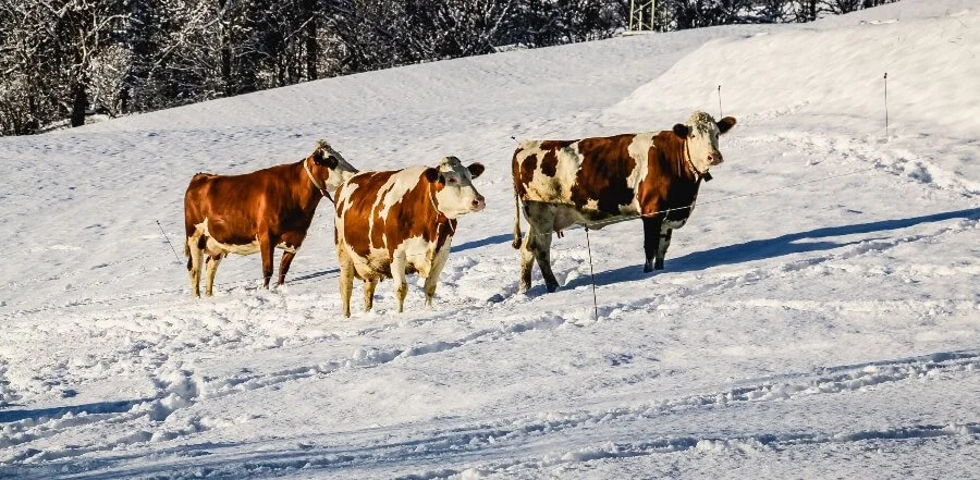Haunzwicklhof Tiere WINTER-36.jpg