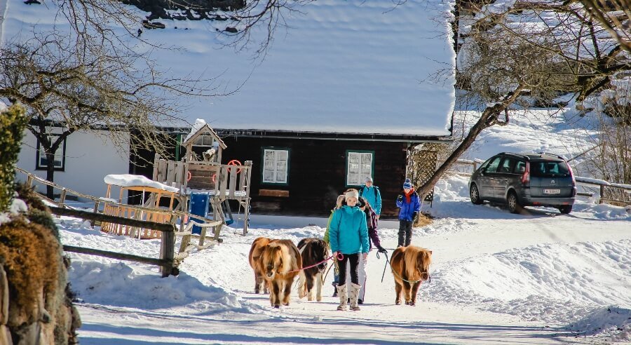 Haunzwicklhof Tiere WINTER-16.jpg